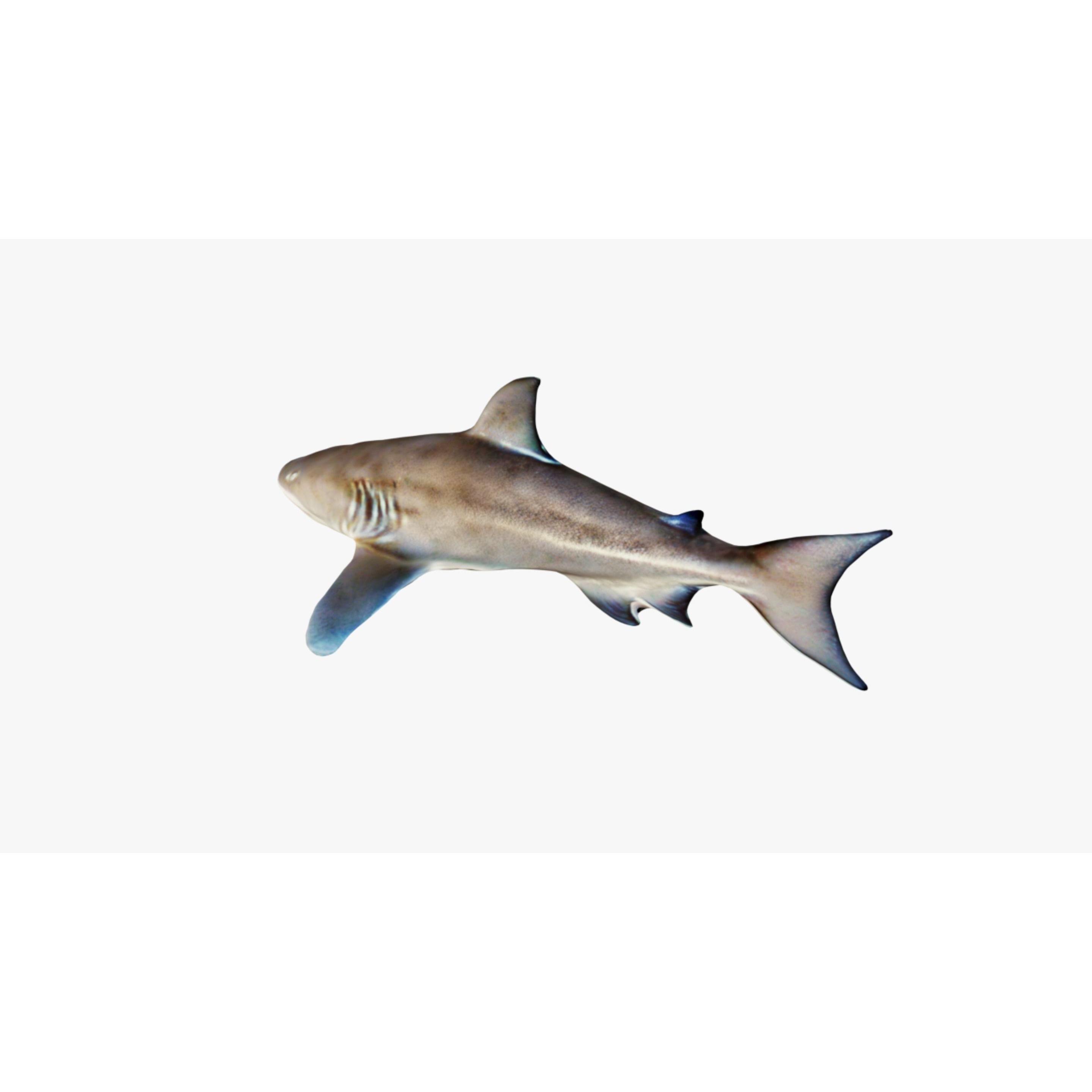 Nurse Shark Free 3D model 4