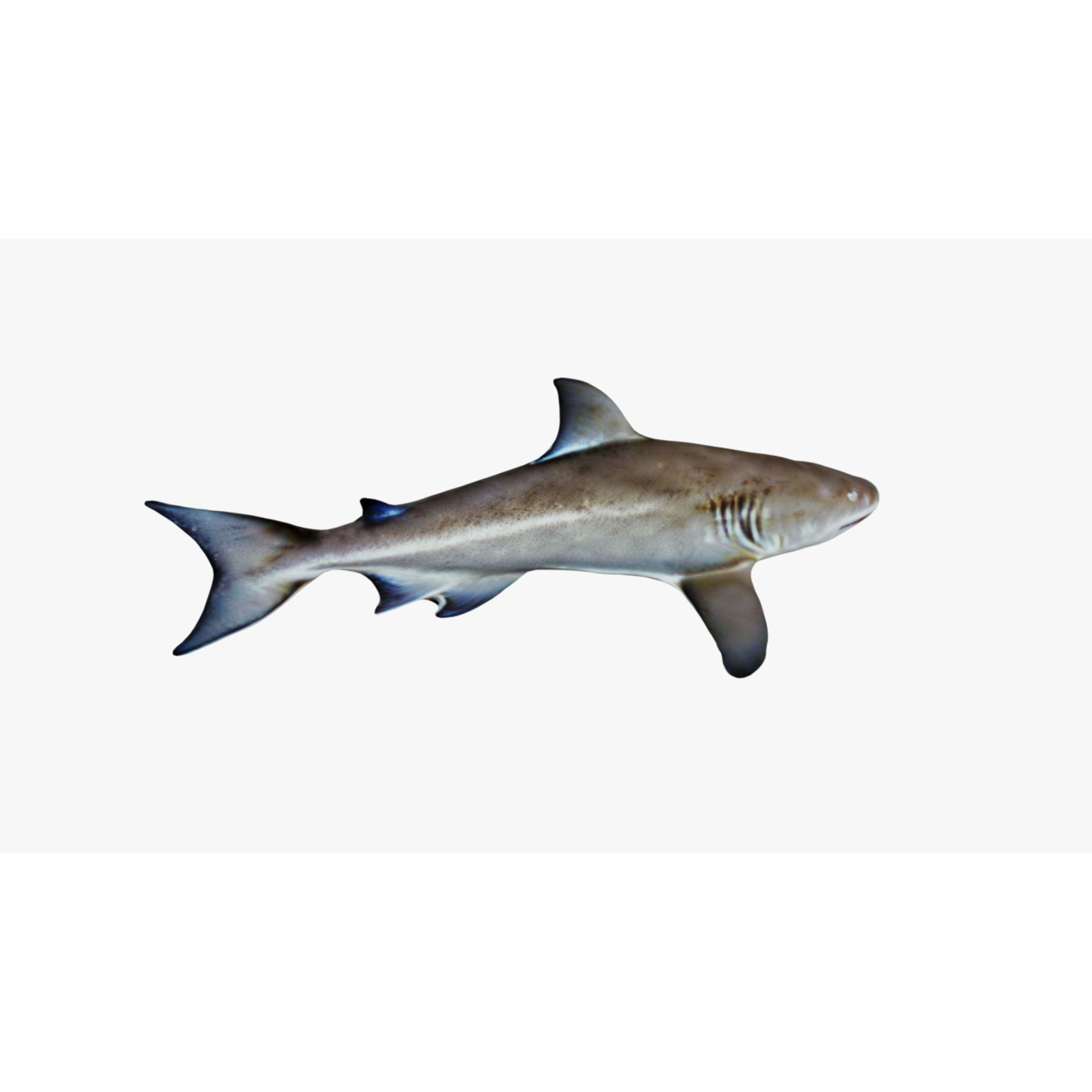 Nurse Shark Free 3D model 5