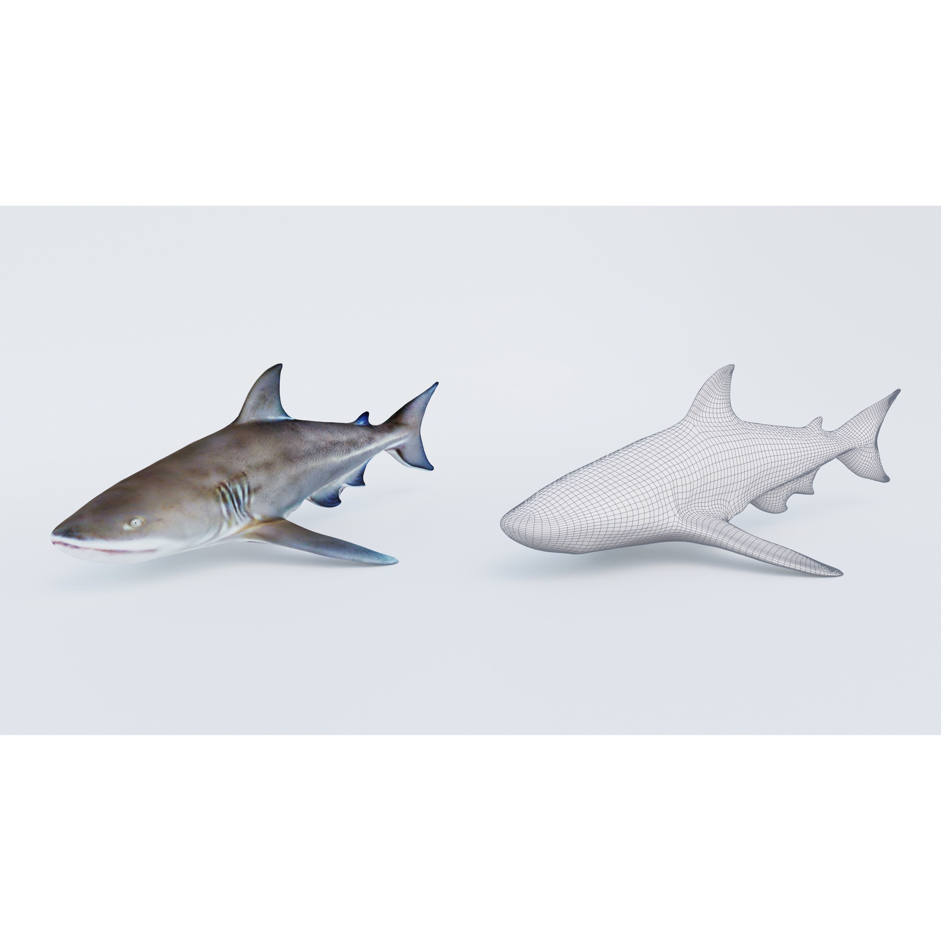 Nurse Shark Free 3D model 6