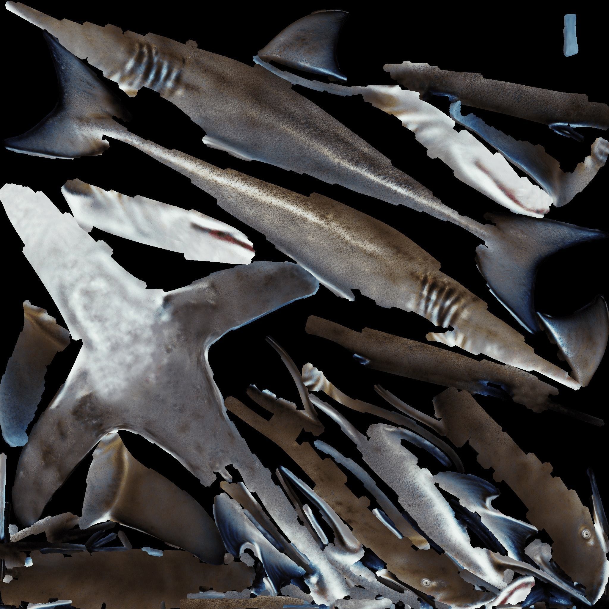 Nurse Shark Free 3D model 8
