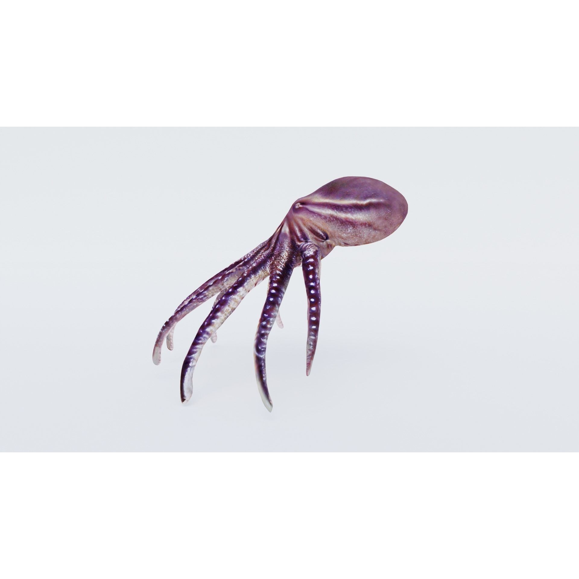 Octopus Free 3D model 2