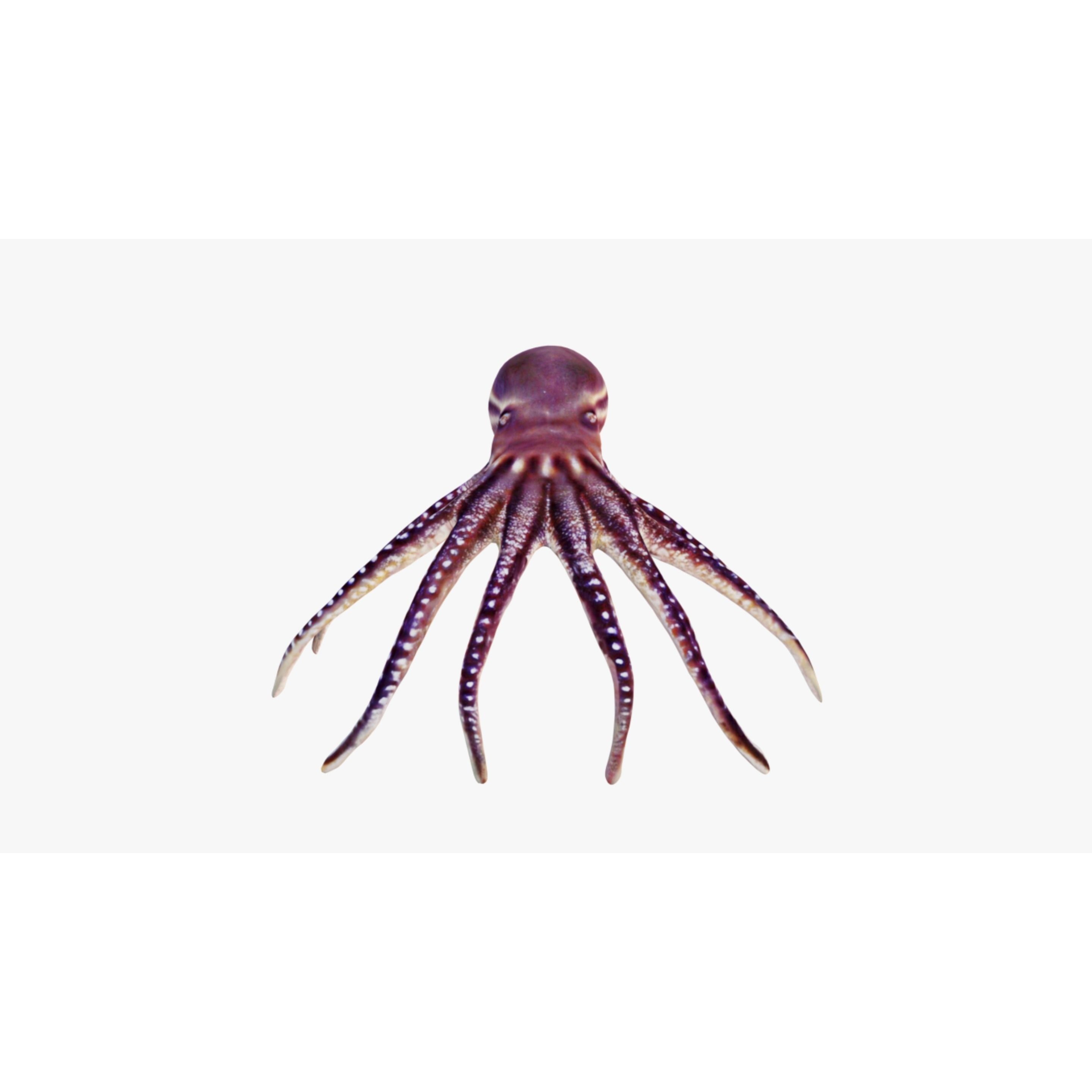 Octopus Free 3D model 3
