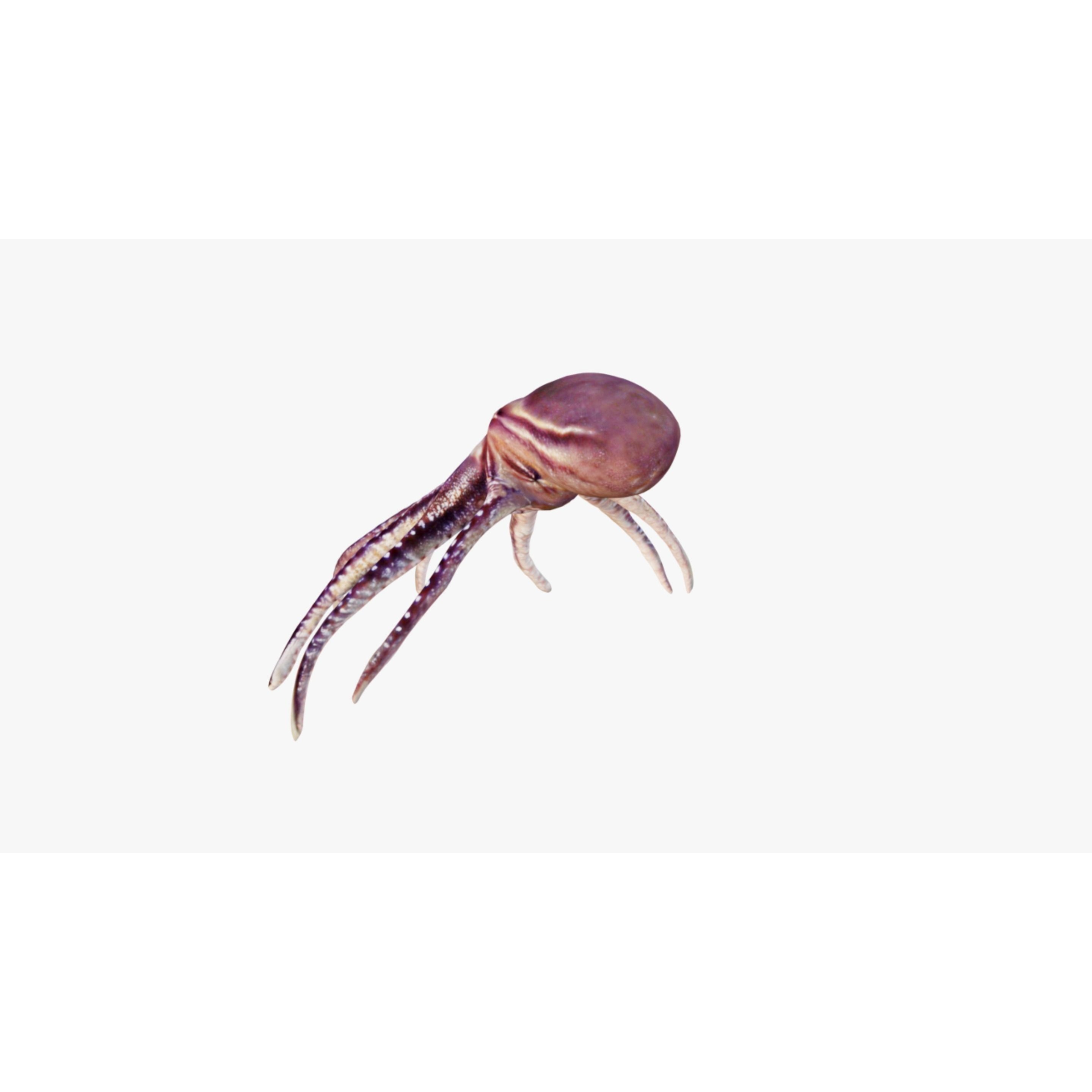 Octopus Free 3D model 4