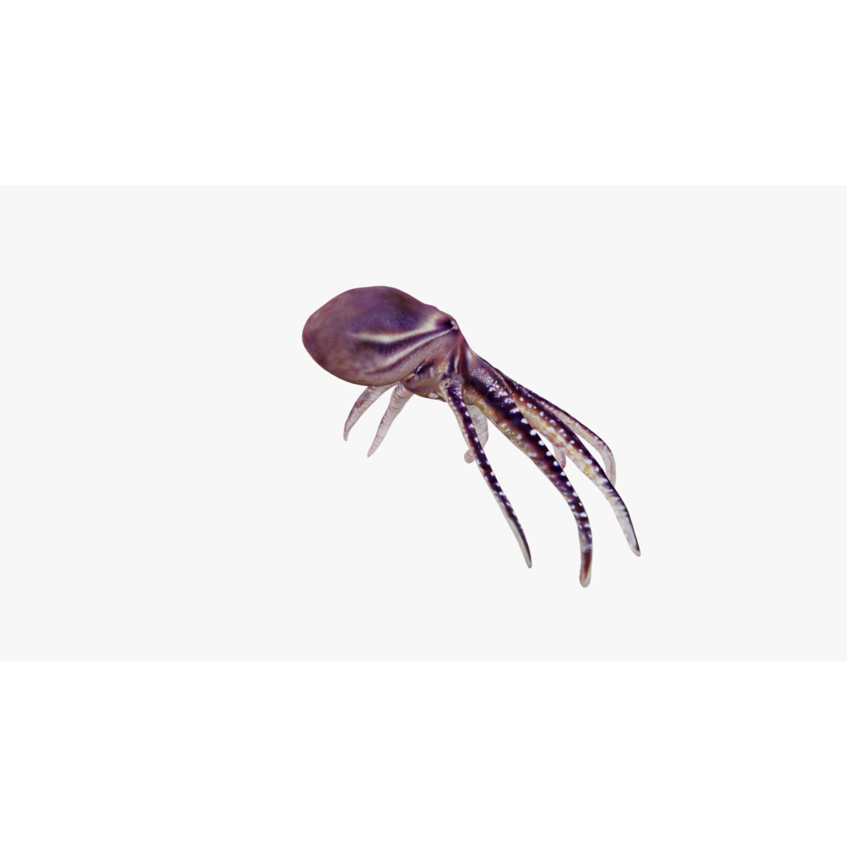 Octopus Free 3D model 5