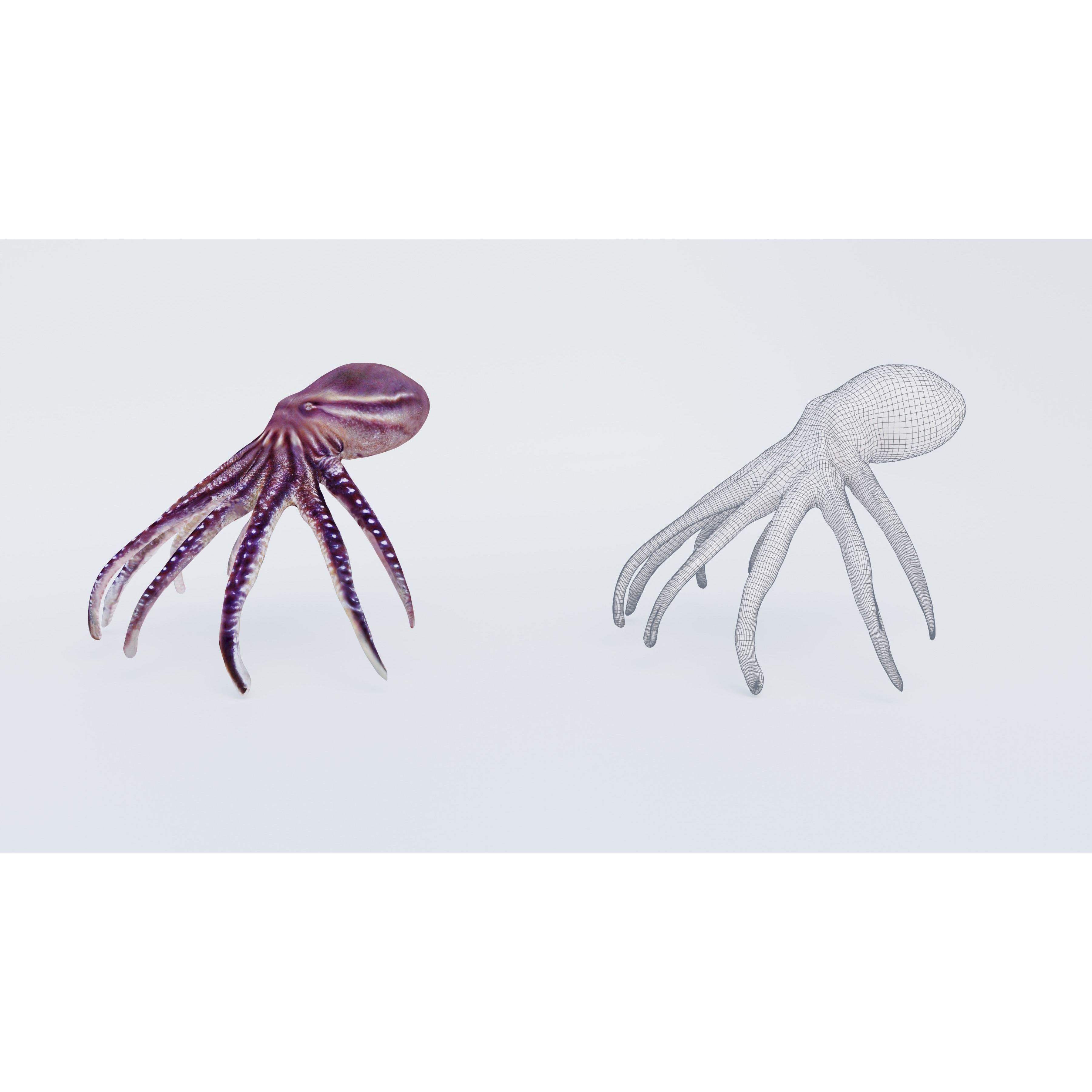 Octopus Free 3D model 6
