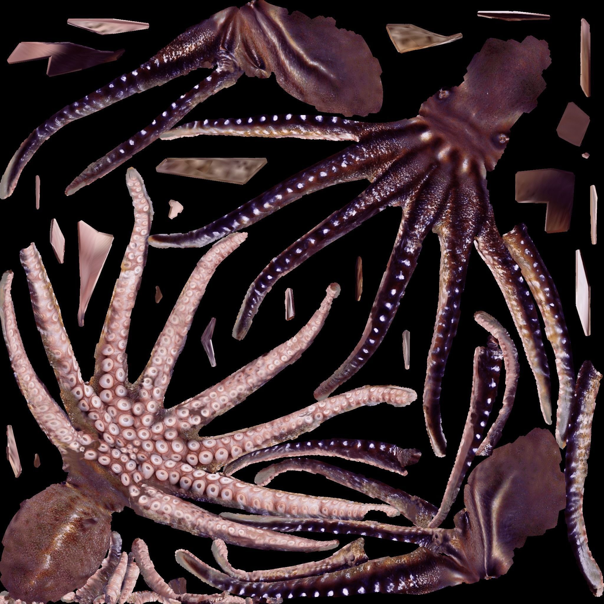 Octopus Free 3D model 8
