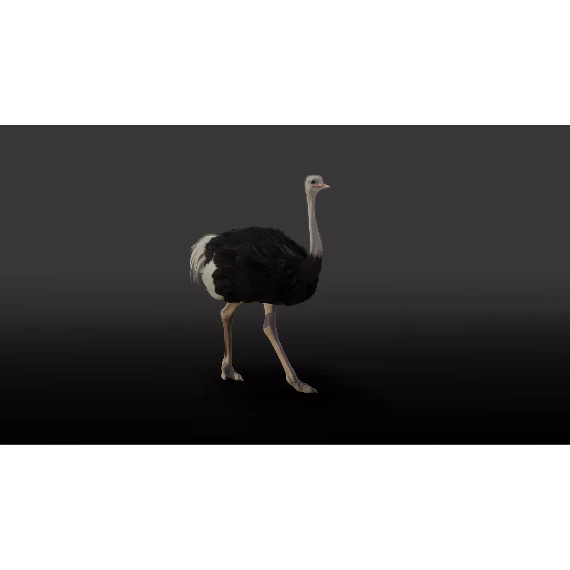 Ostrich Animated 3D model