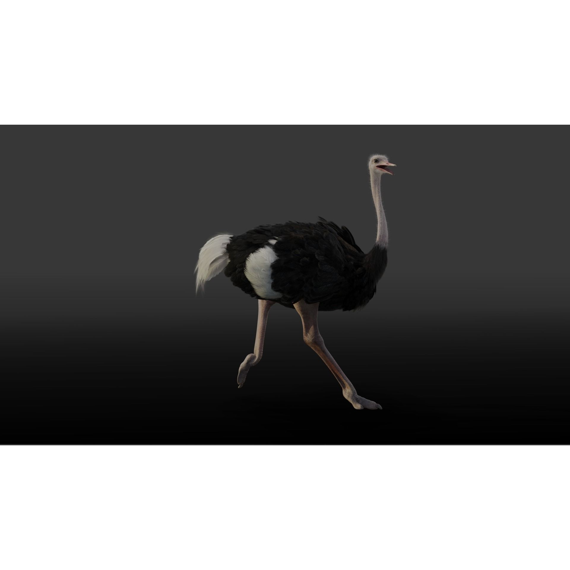 Ostrich Animated 3D model 2