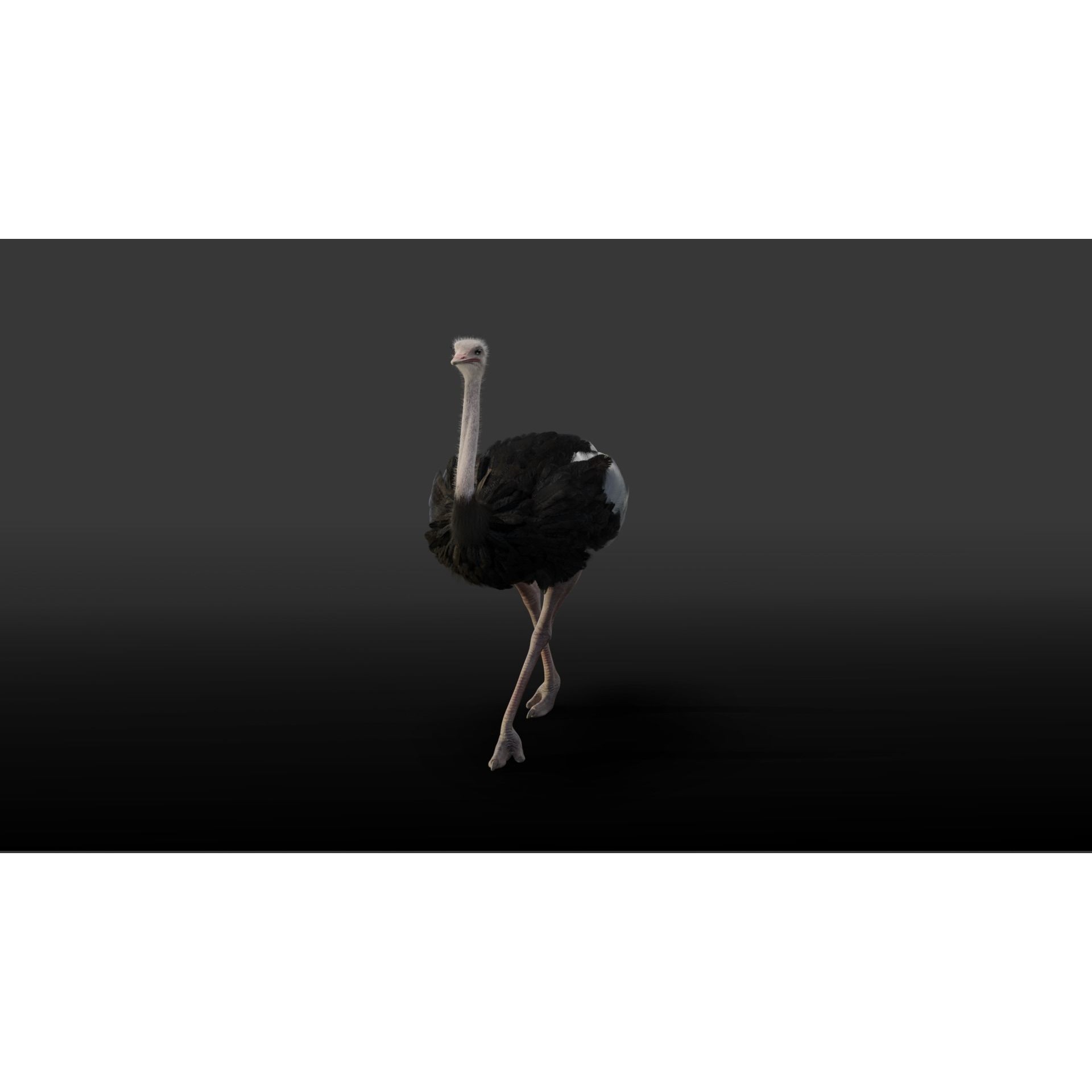 Ostrich Animated 3D model 3