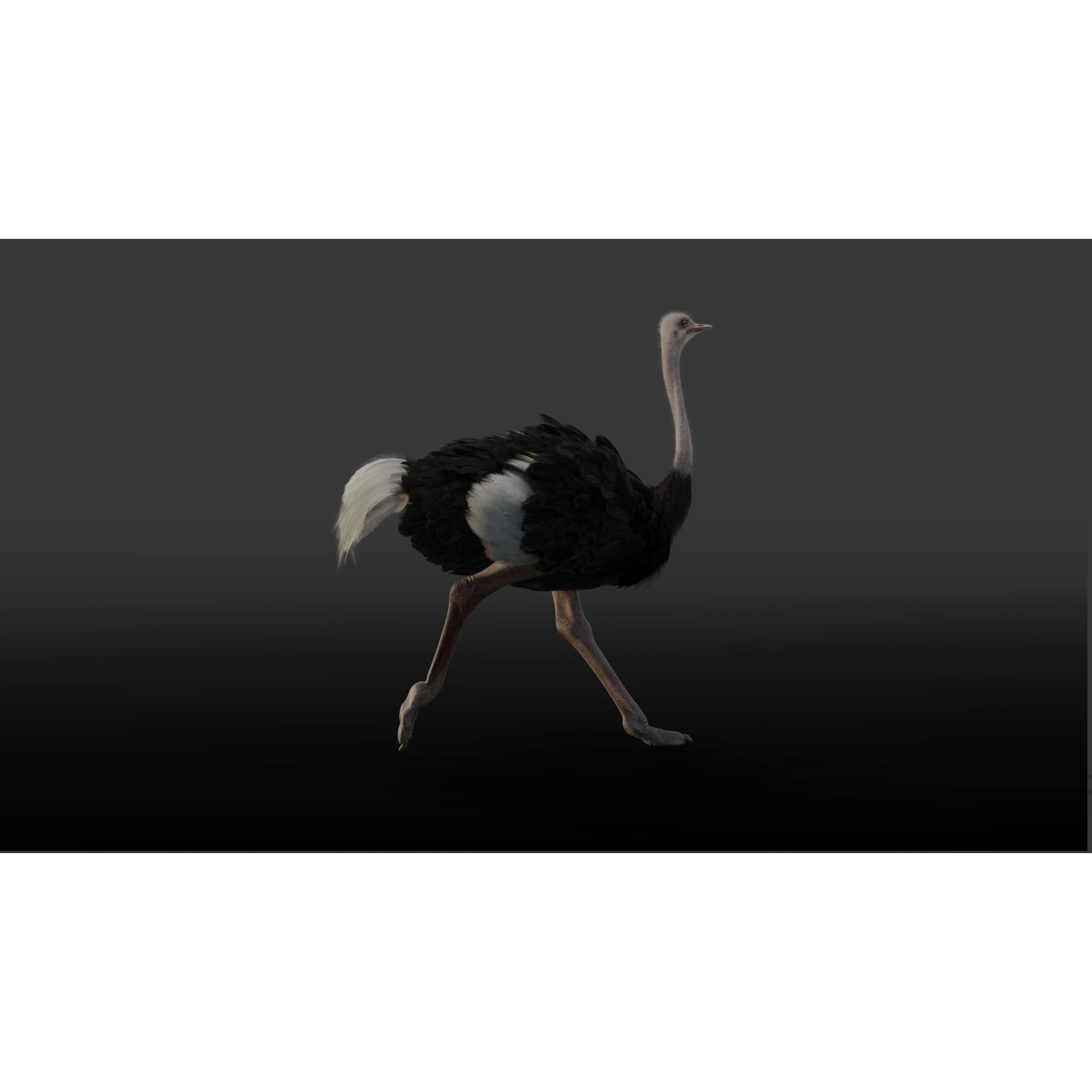 Ostrich Animated 3D model 4