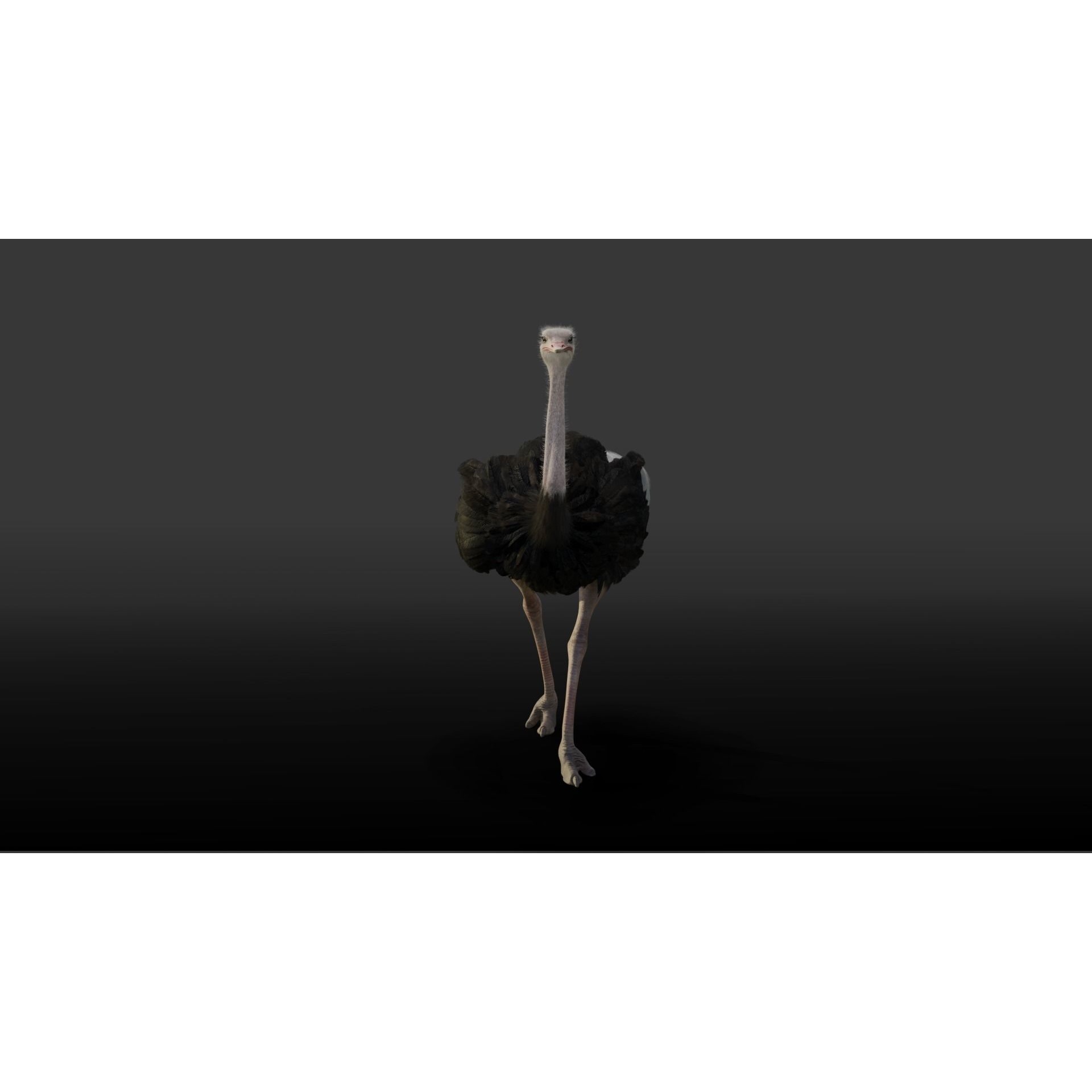 Ostrich Animated 3D model 5
