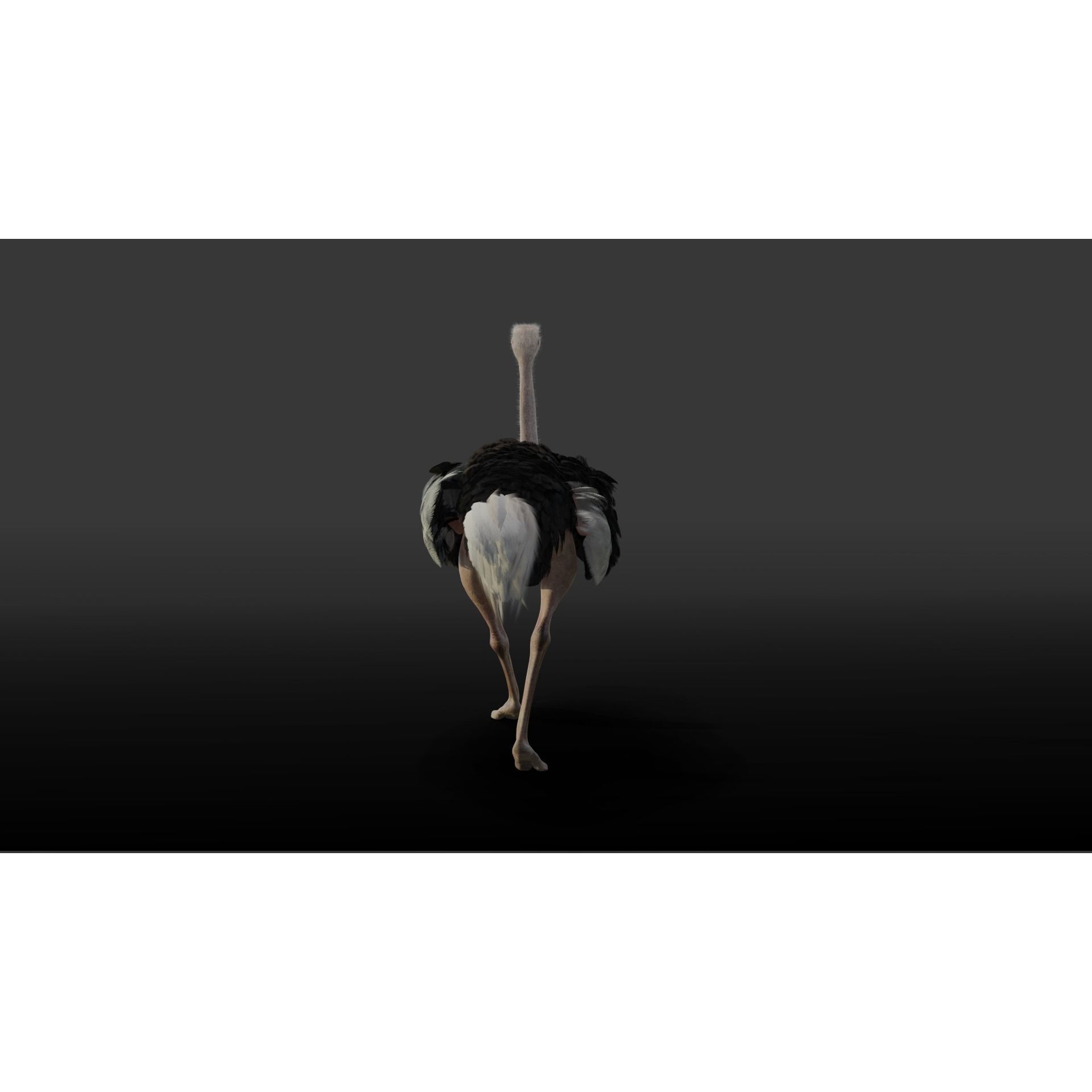 Ostrich Animated 3D model 6
