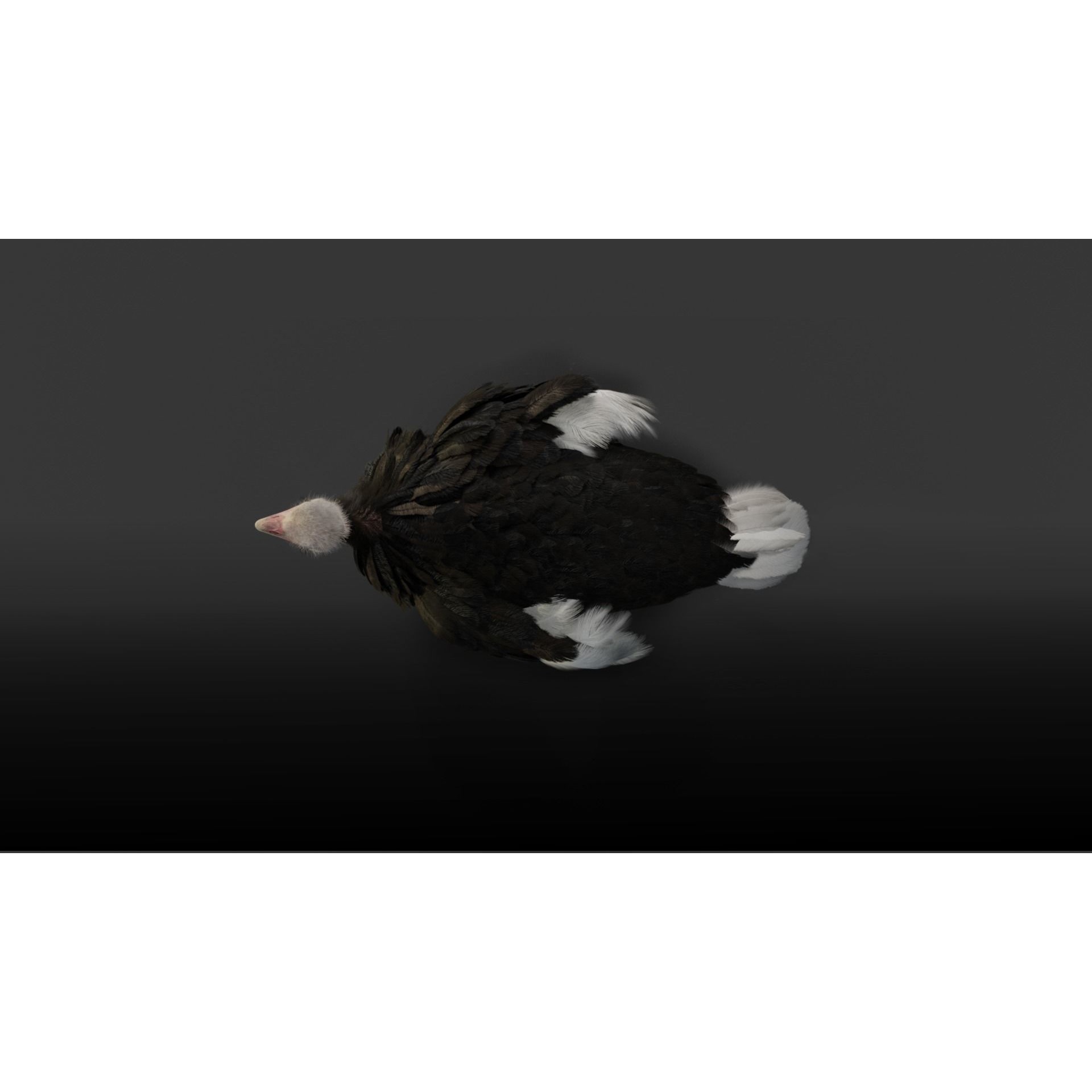 Ostrich Animated 3D model 7