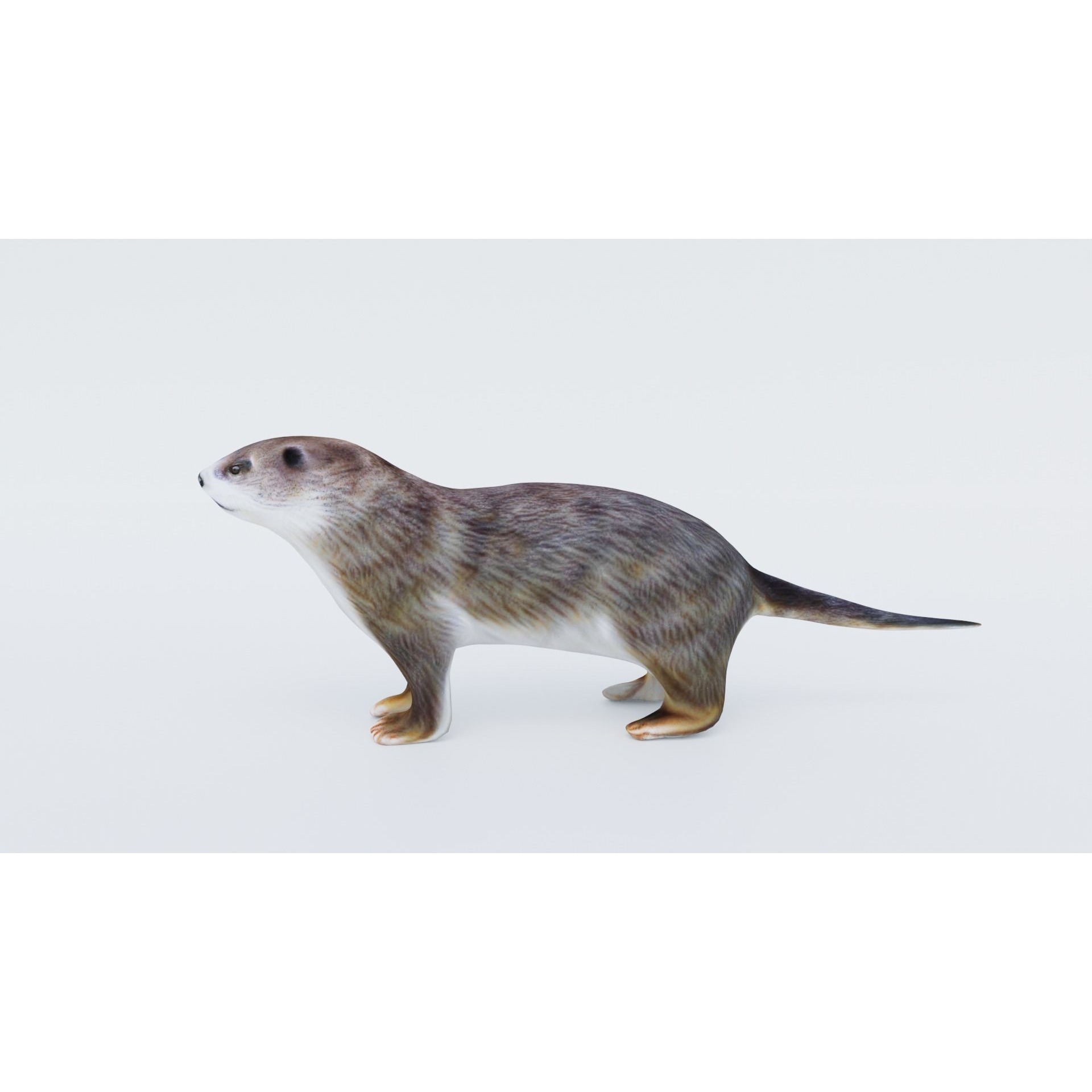 Otter Free 3D model 2