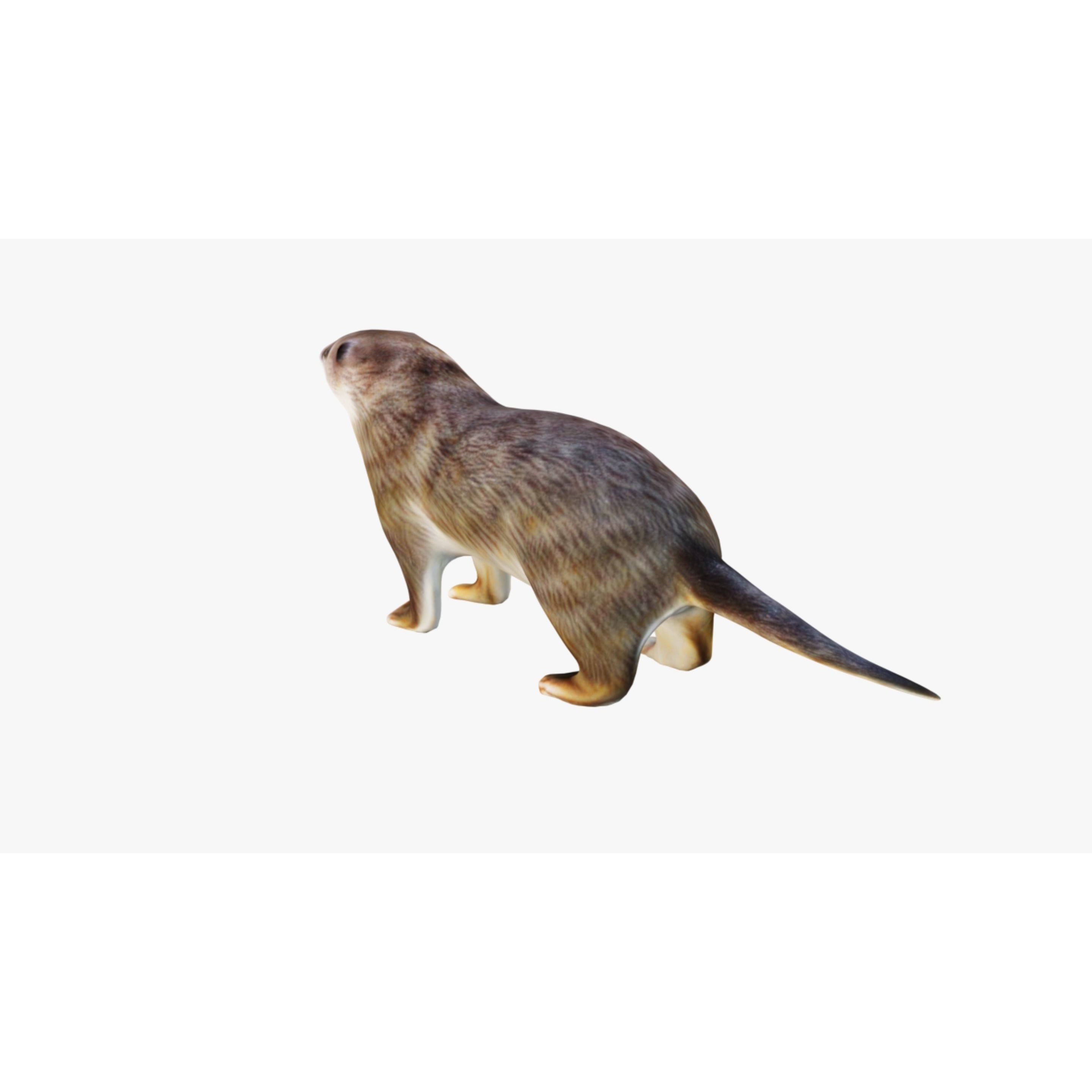 Otter Free 3D model 4