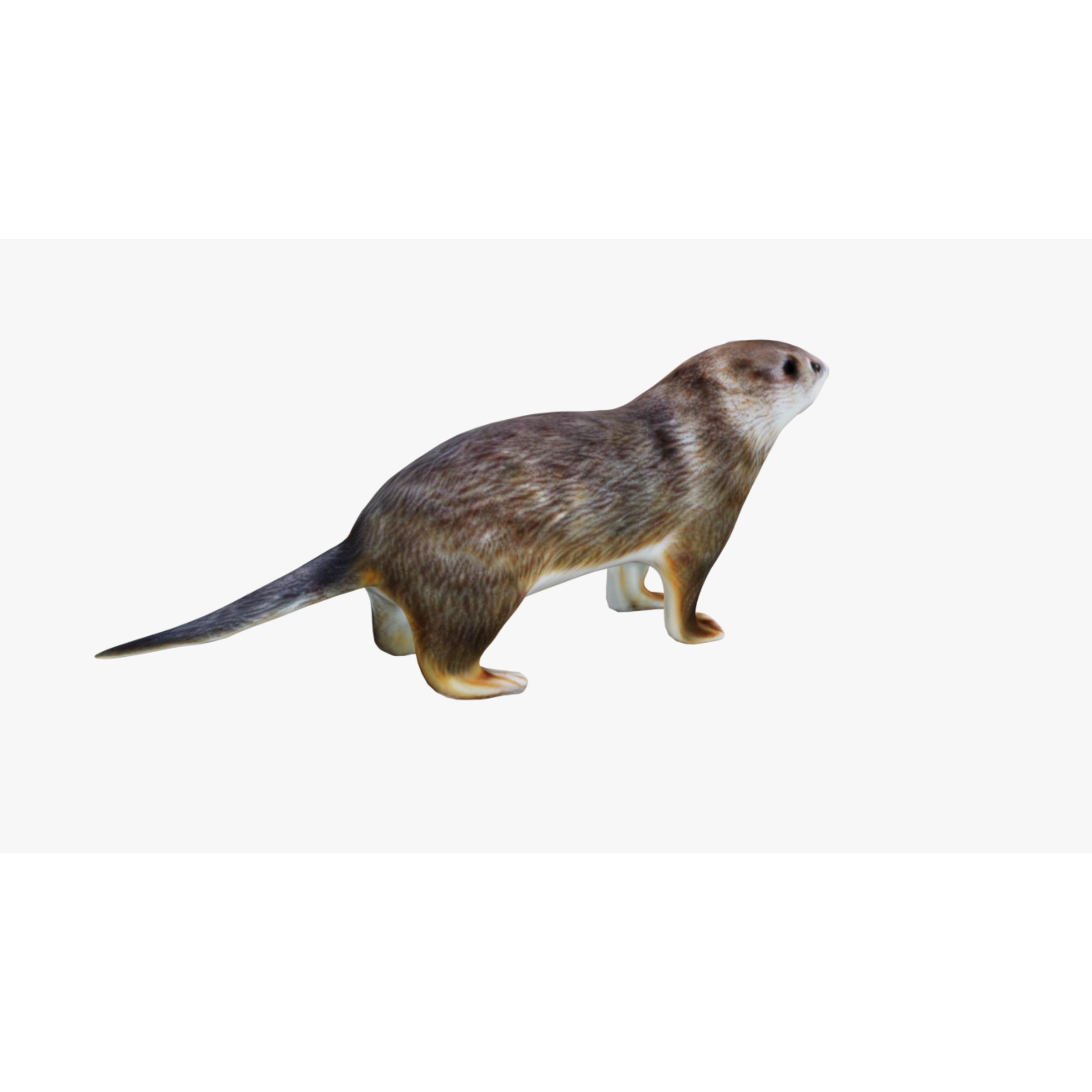 Otter Free 3D model 5