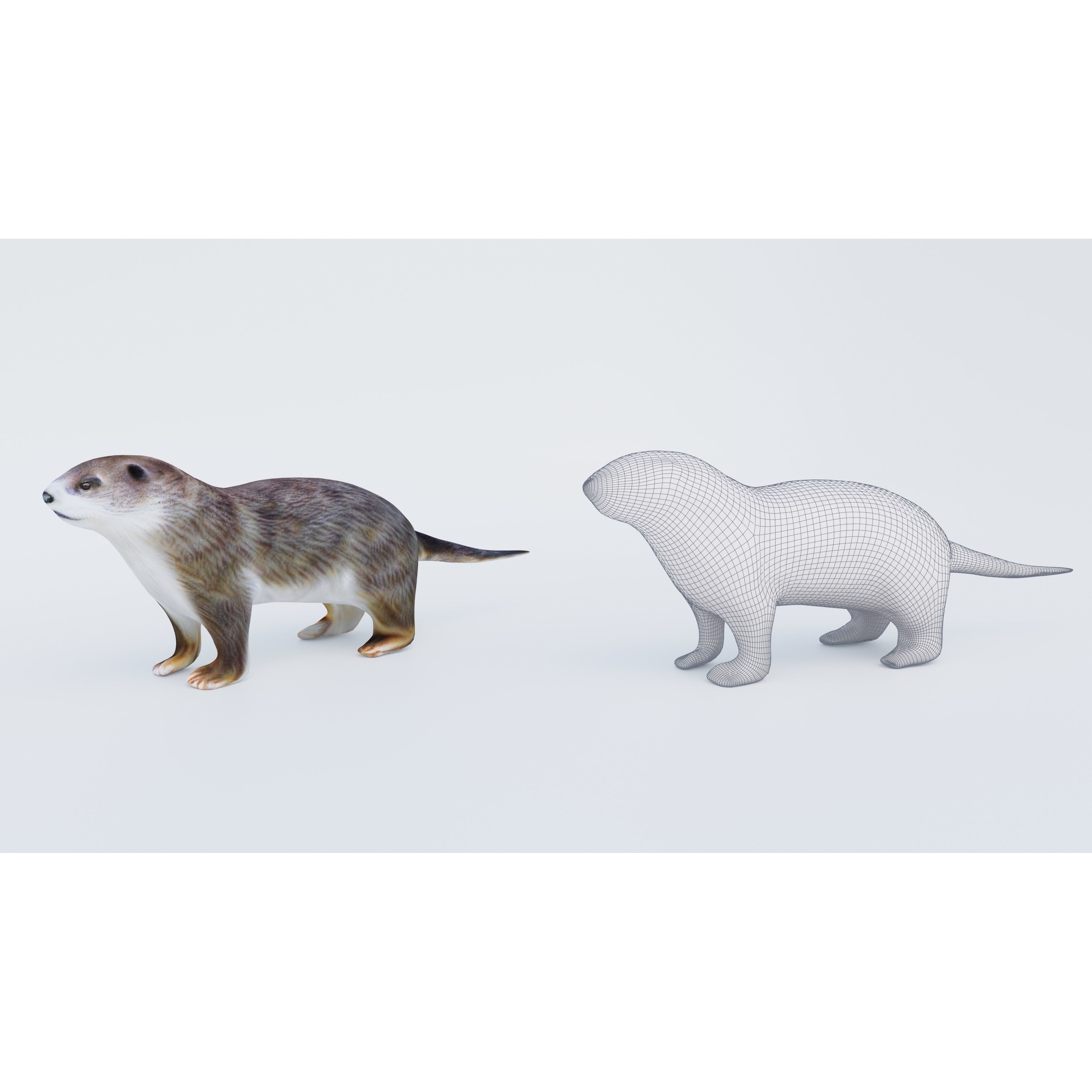 Otter Free 3D model 6