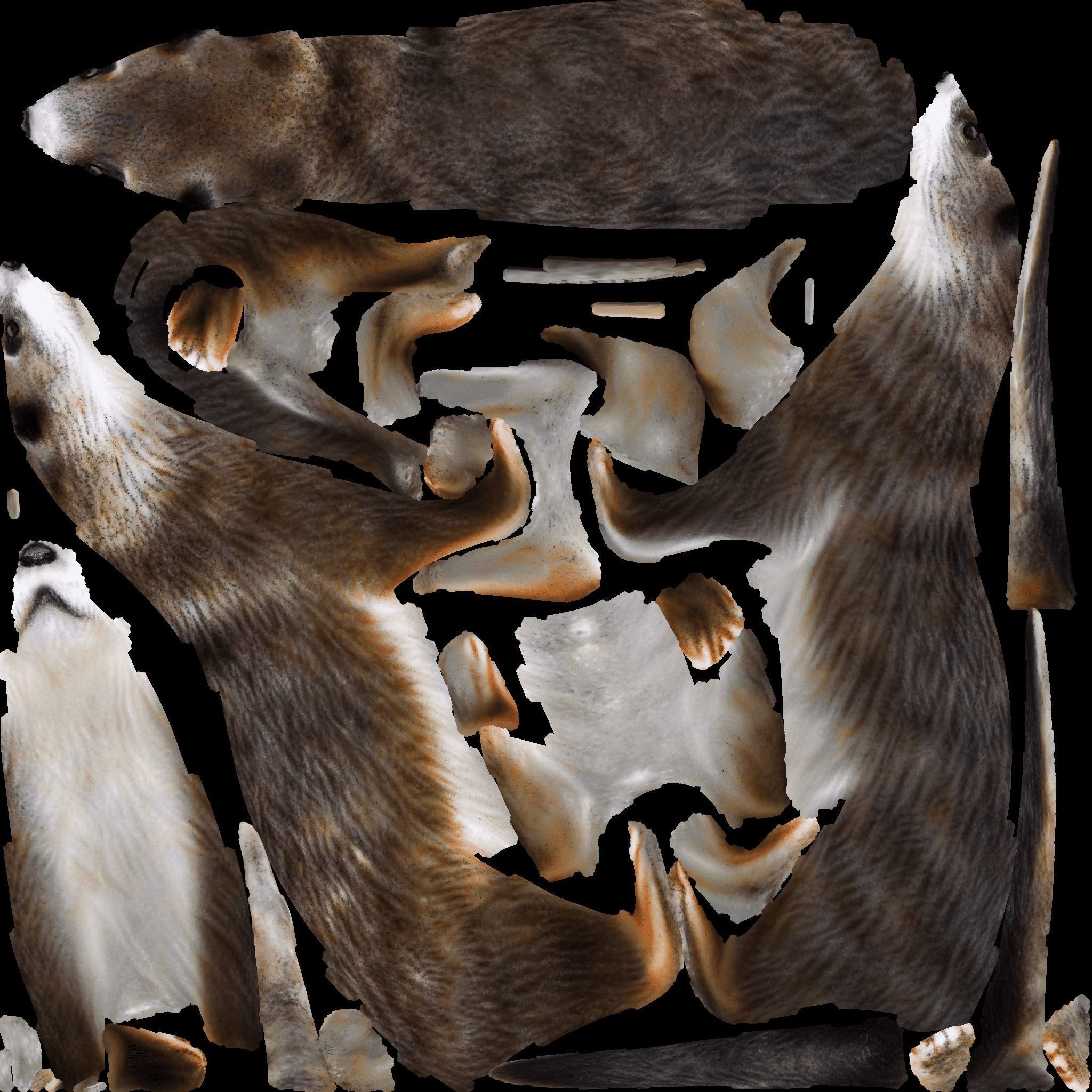 Otter Free 3D model 8
