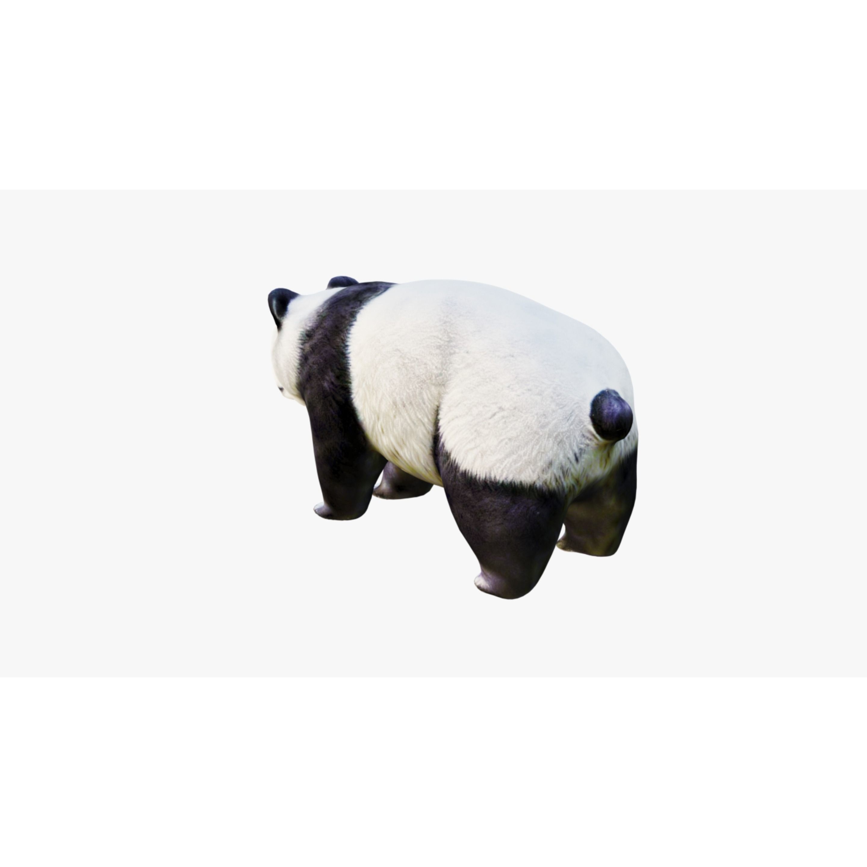 Panda Free 3D model 4