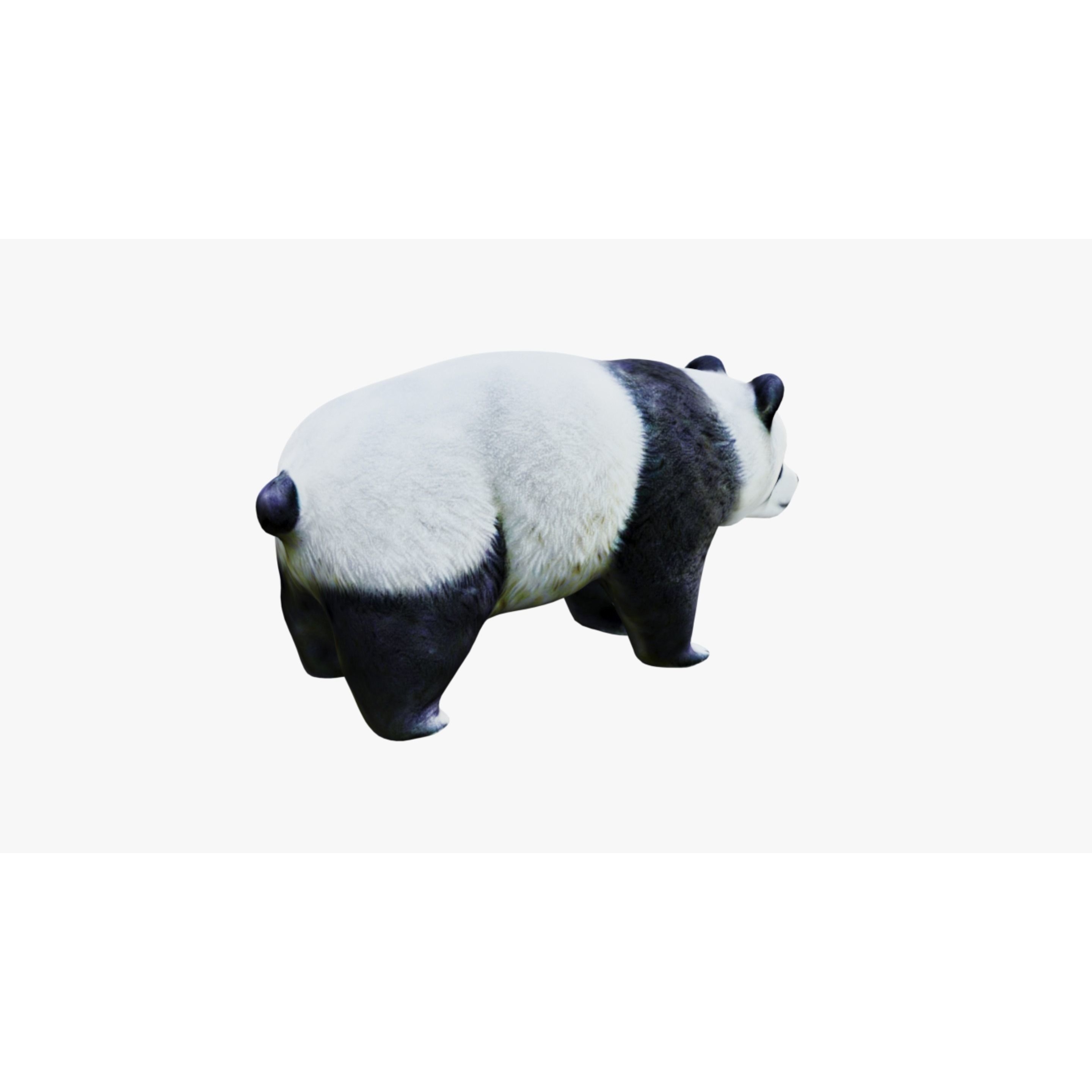 Panda Free 3D model 5