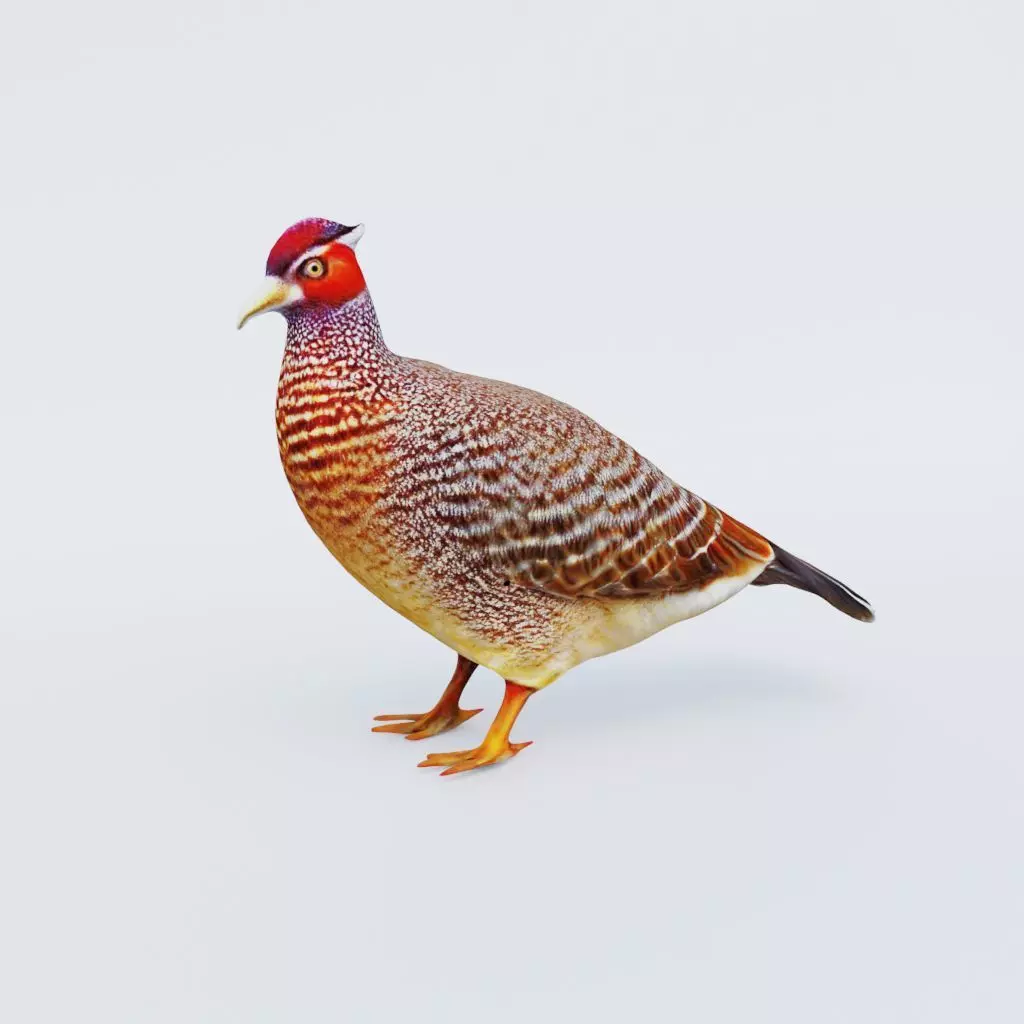 Pheasant Free 3D model