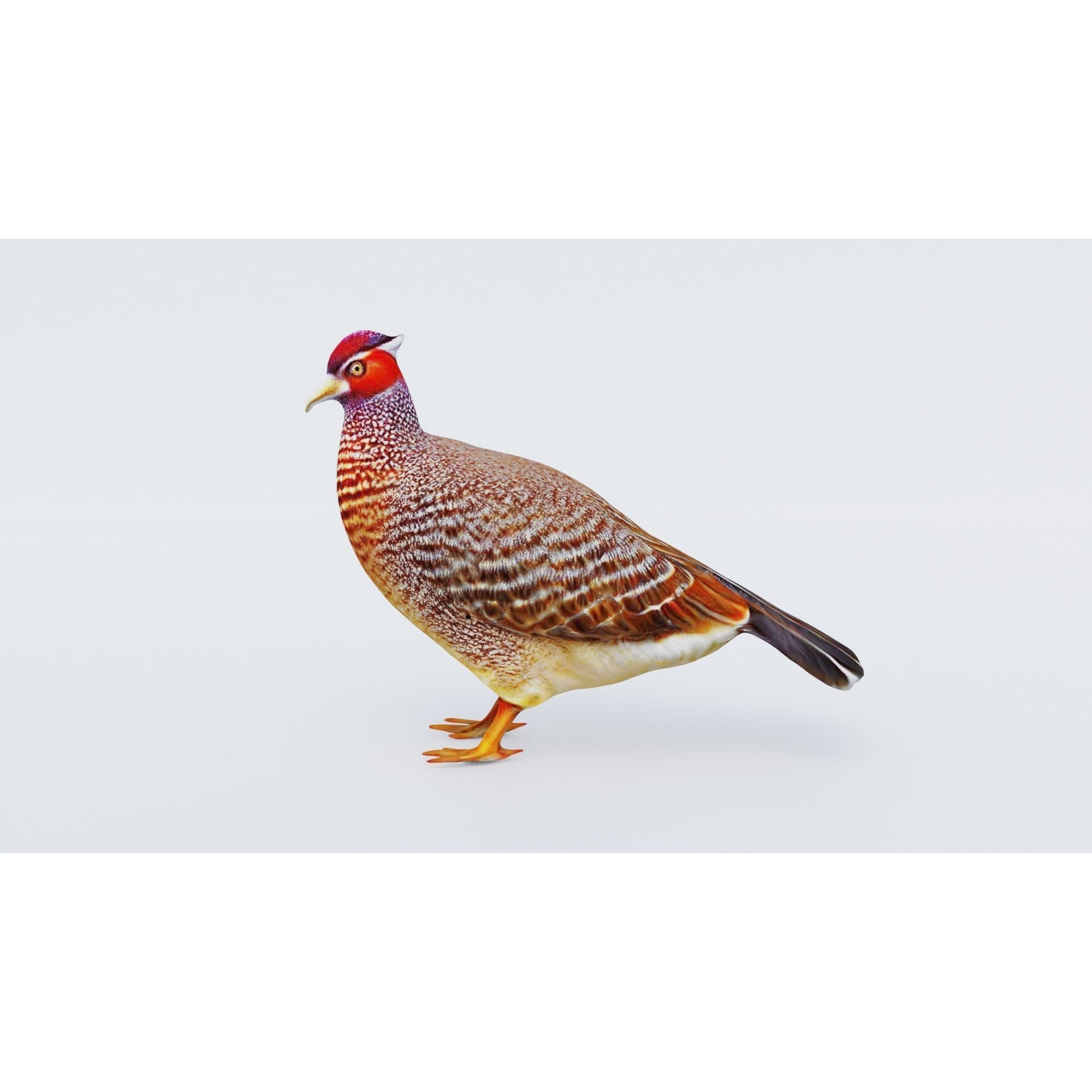 Pheasant Free 3D model 2