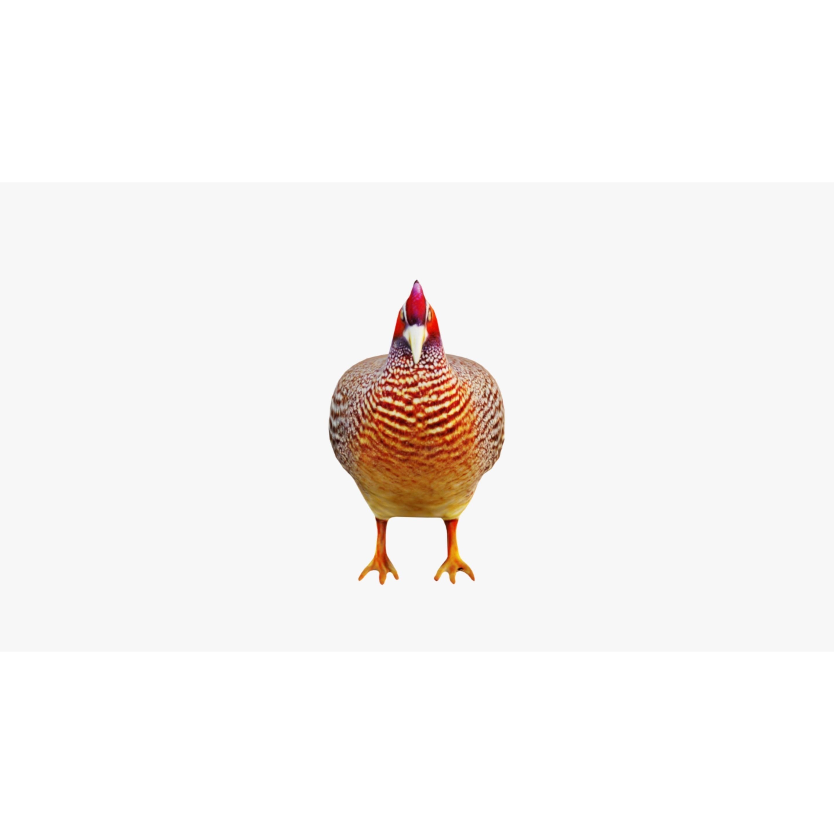 Pheasant Free 3D model 3