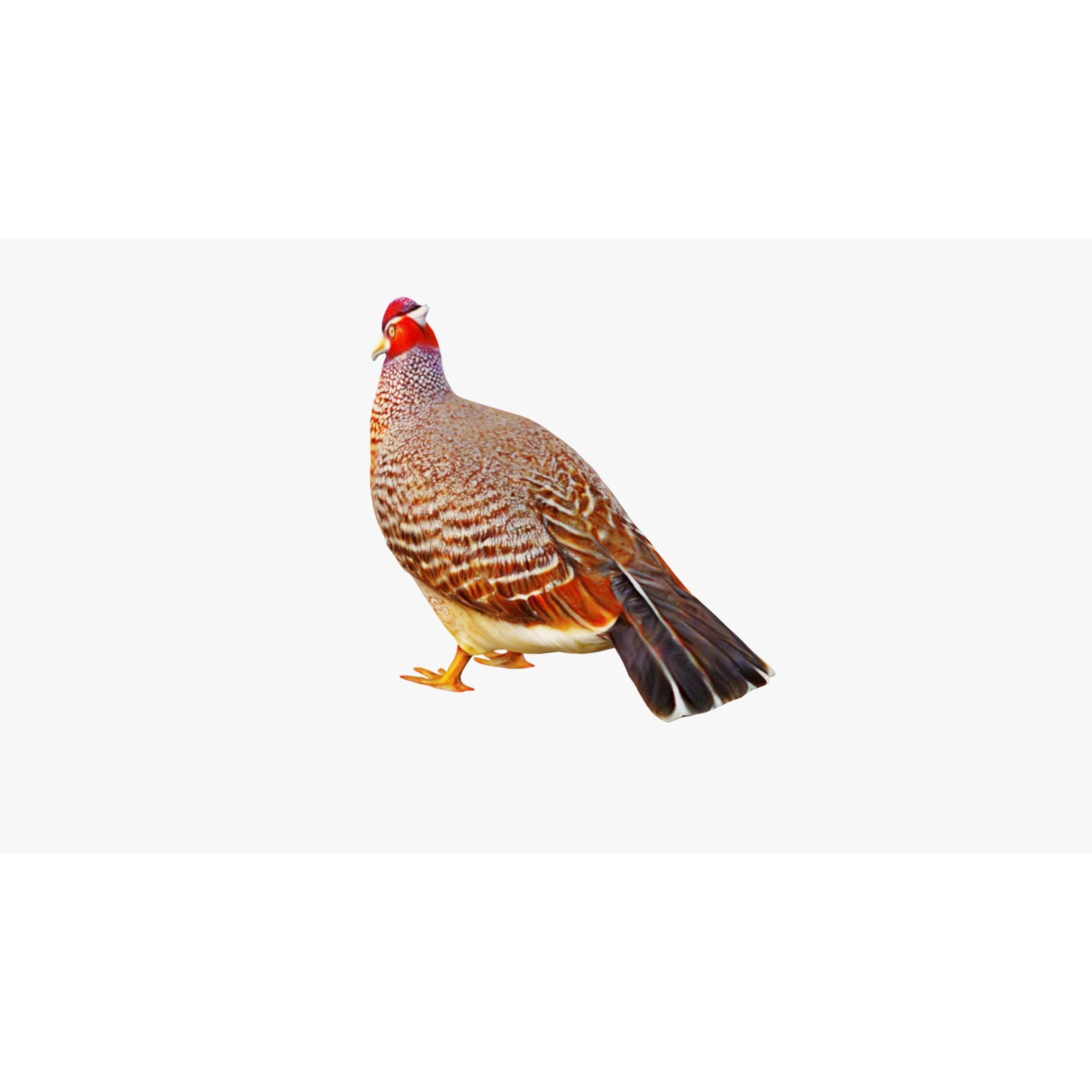 Pheasant Free 3D model 4