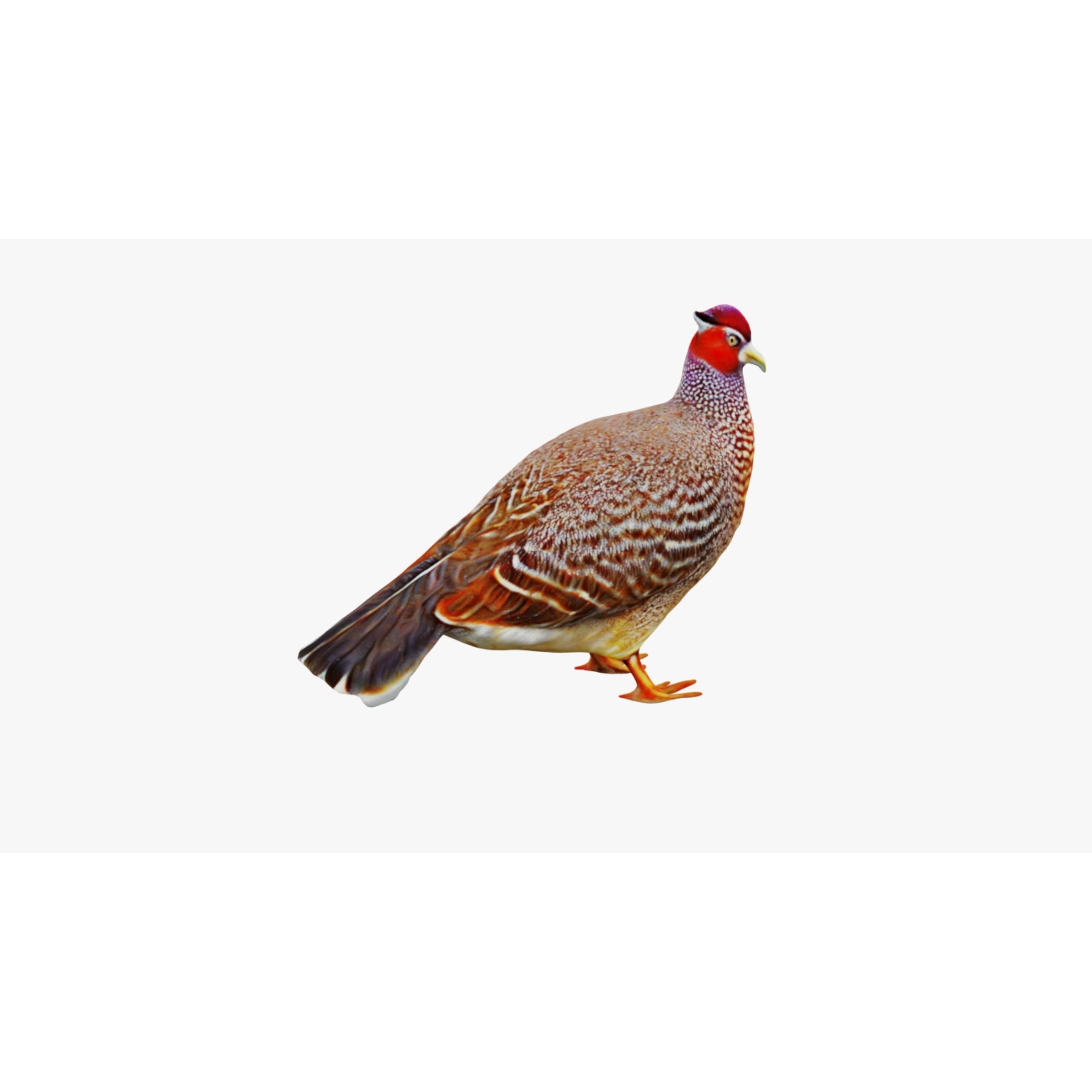 Pheasant Free 3D model 5