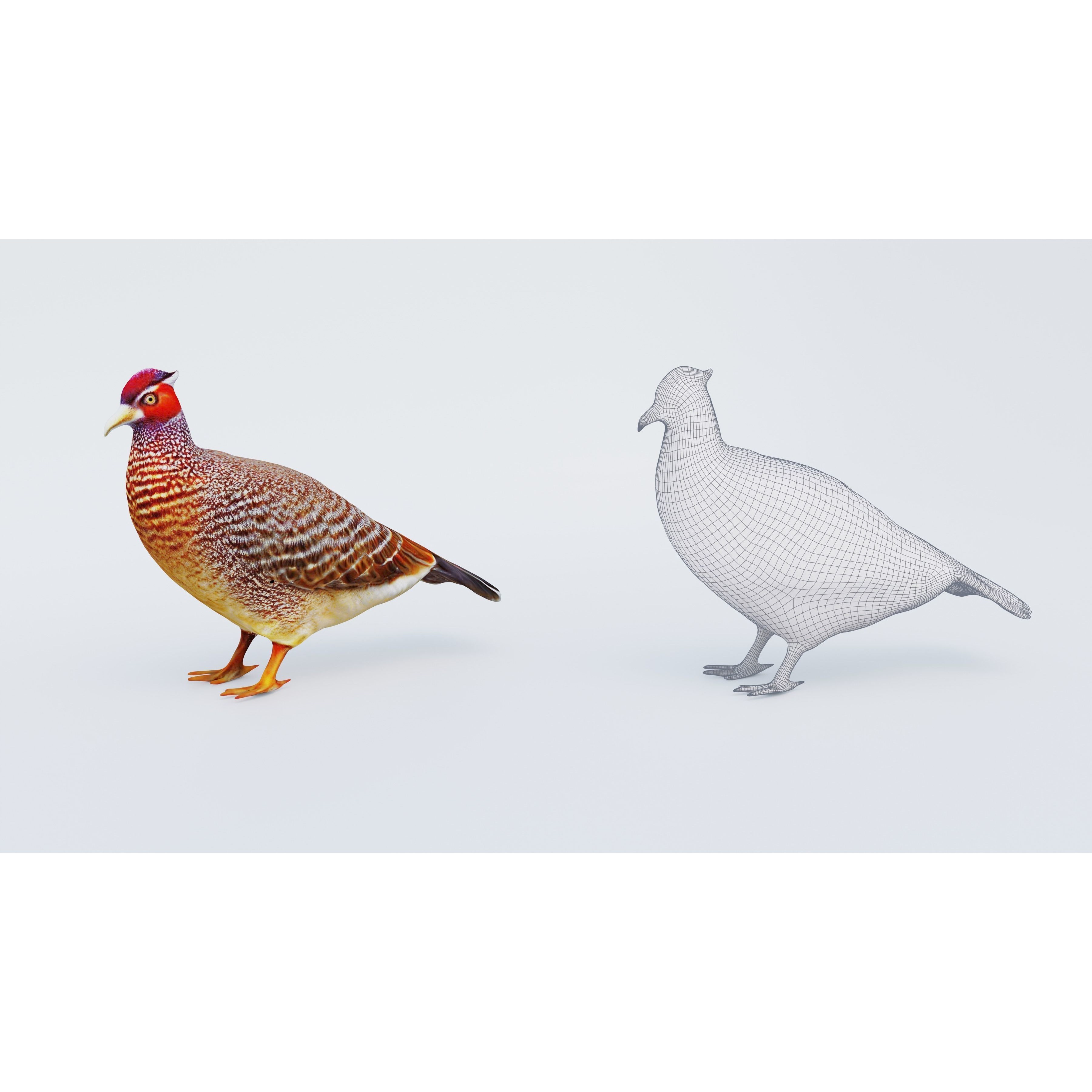 Pheasant Free 3D model 6