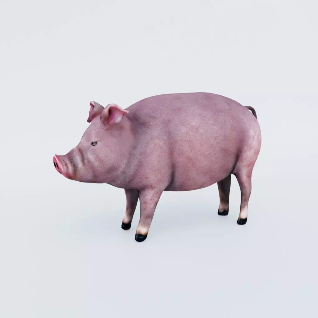 Pig Animal Free 3D model
