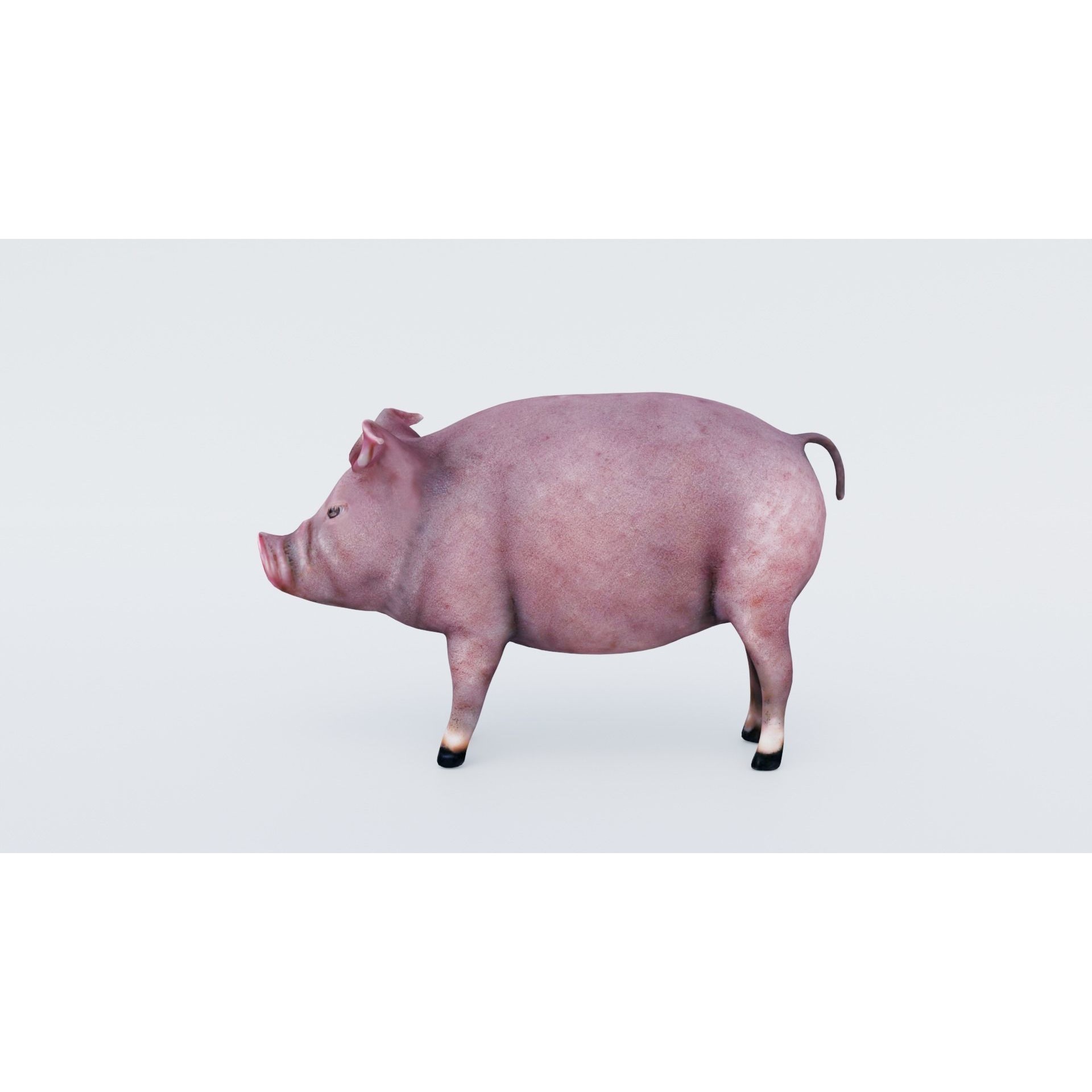 Pig Animal Free 3D model 2
