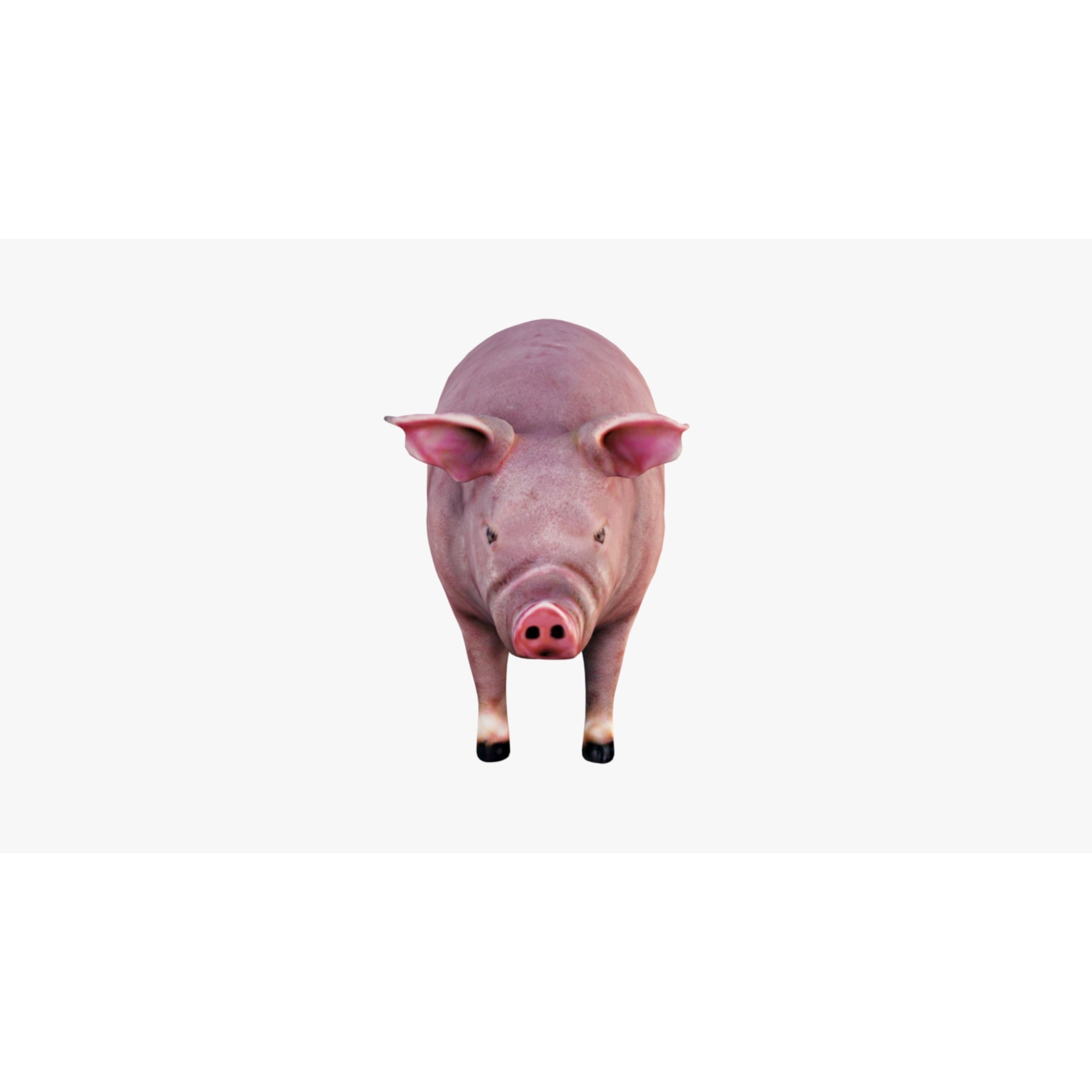 Pig Animal Free 3D model 3