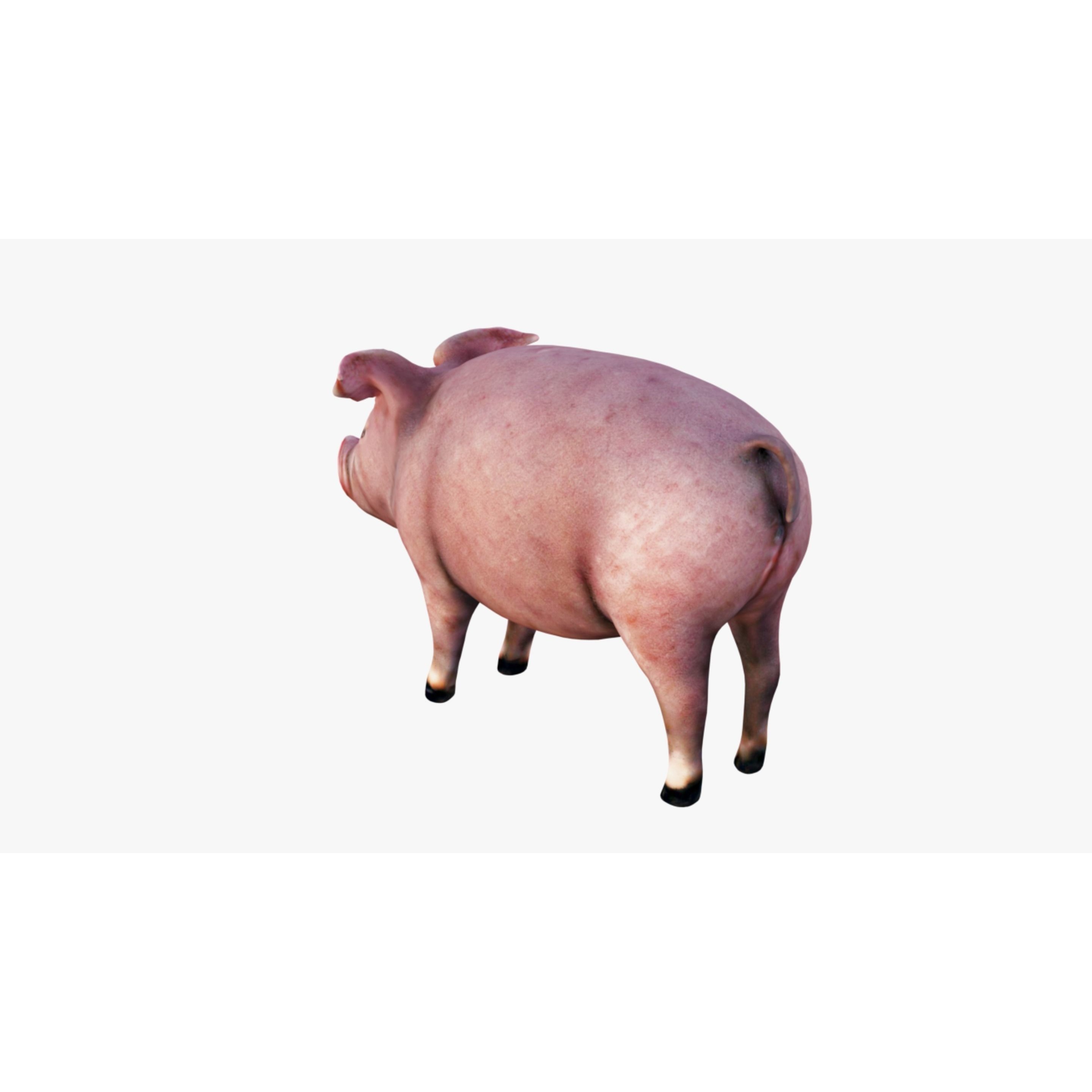 Pig Animal Free 3D model 4