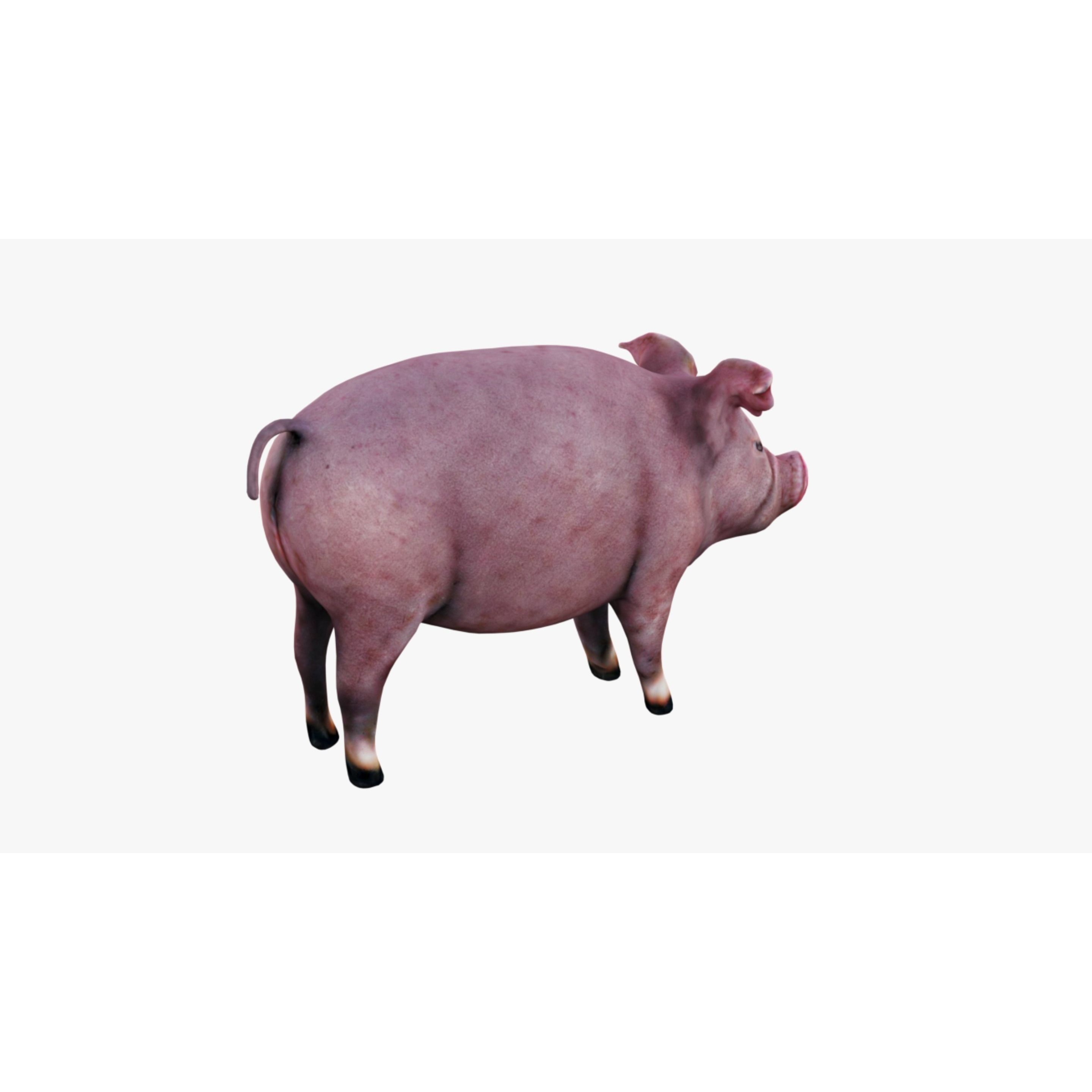 Pig Animal Free 3D model 5