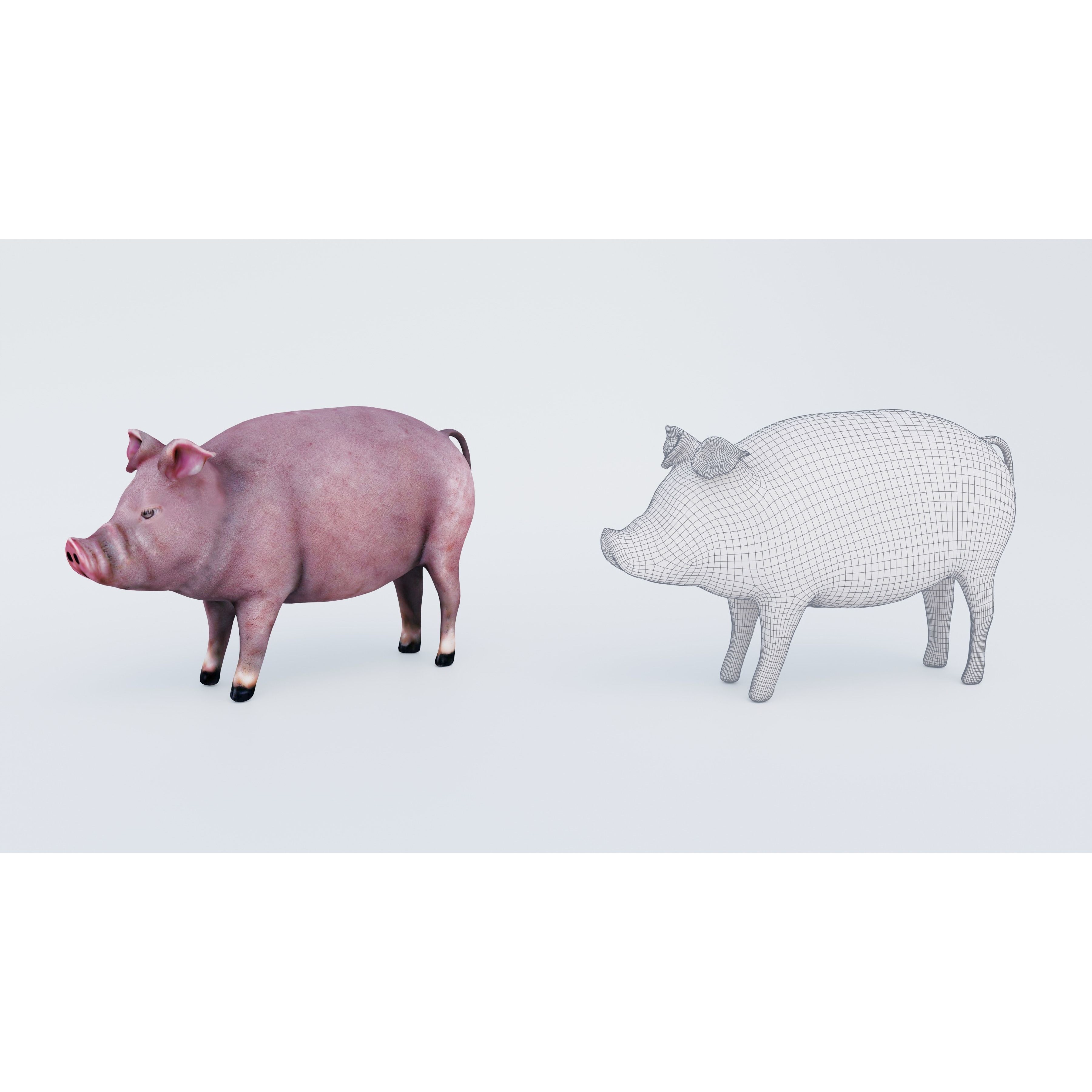 Pig Animal Free 3D model 6