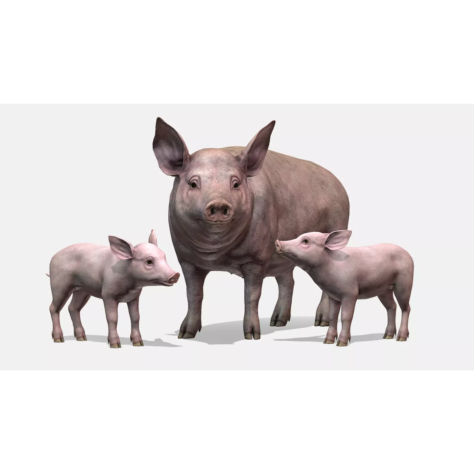 PIG FAMILY Low-poly 3D model