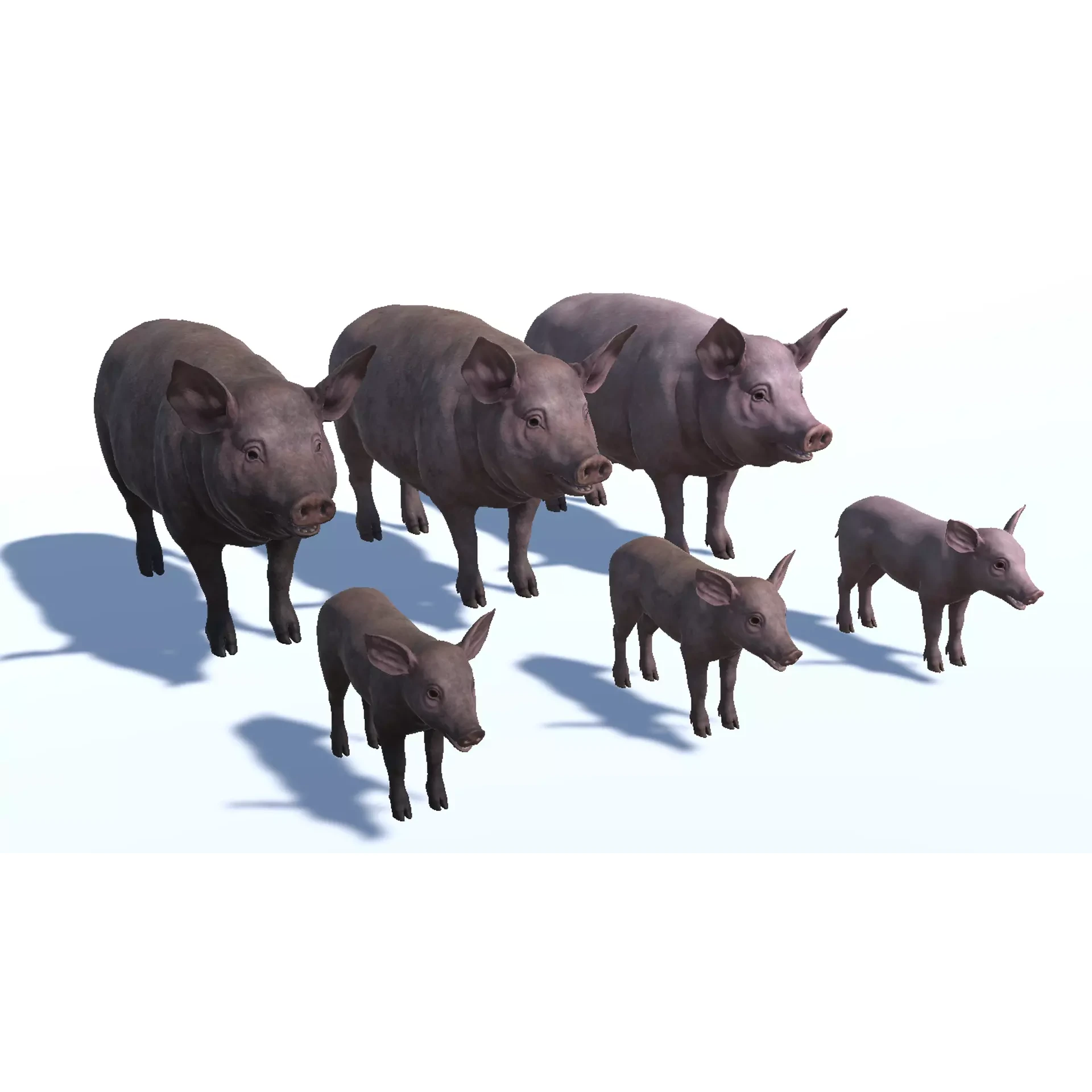 PIG FAMILY Low-poly 3D model 5