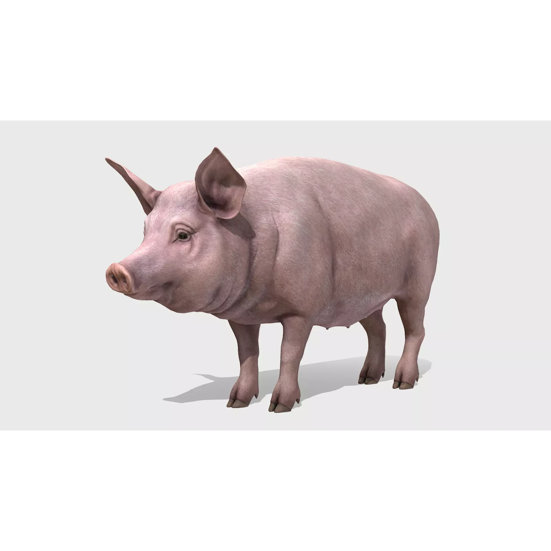 Pig - Female Low-poly 3D model