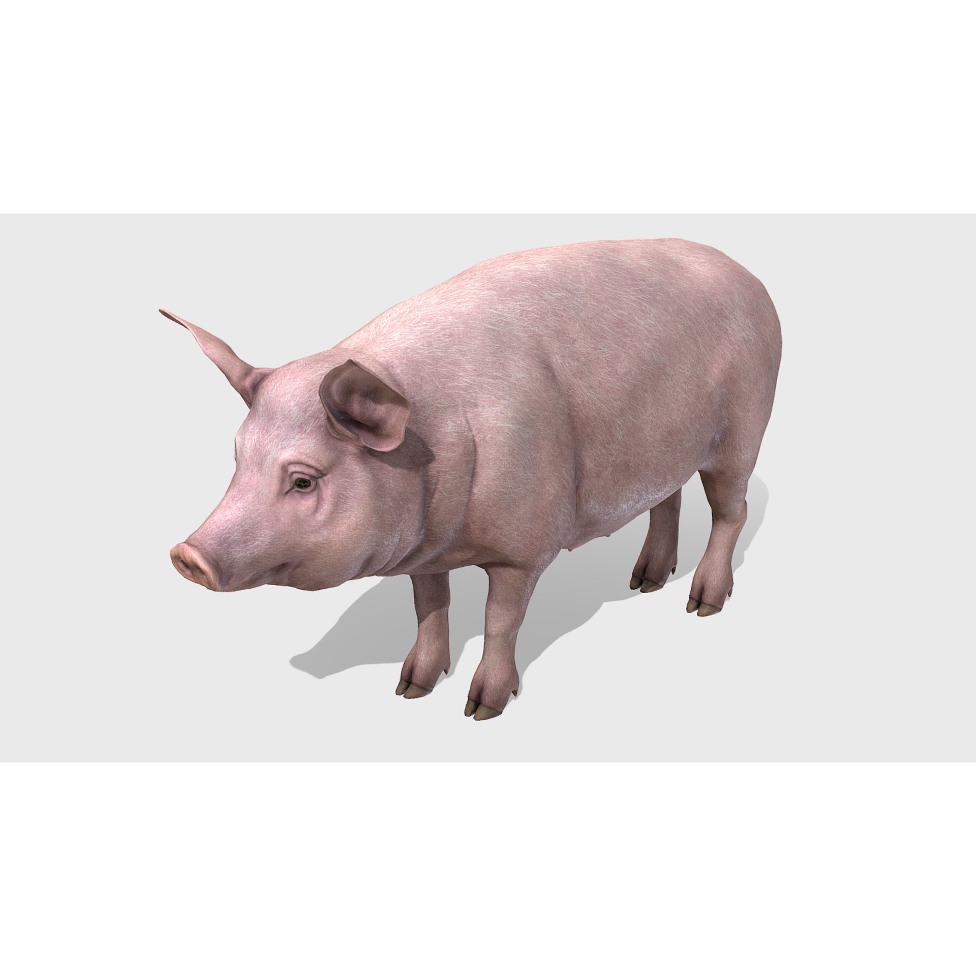 Pig - Female Low-poly 3D model 2