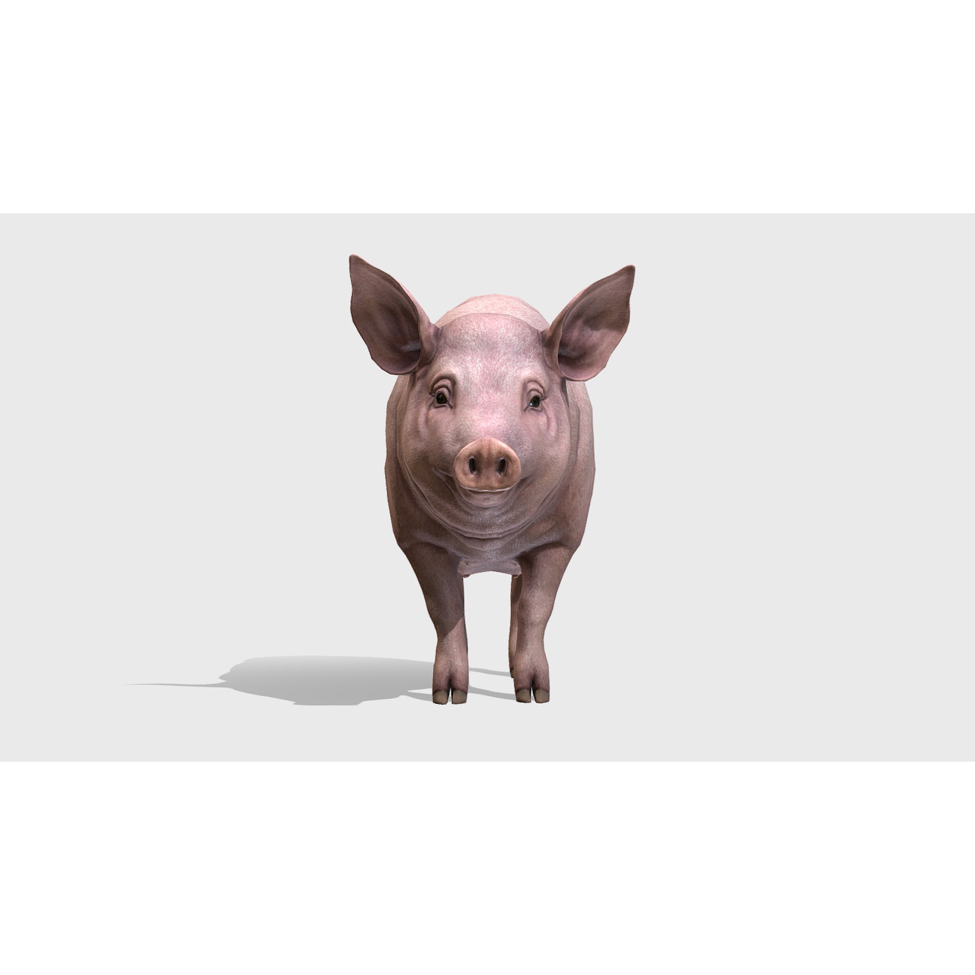Pig - Female Low-poly 3D model 3