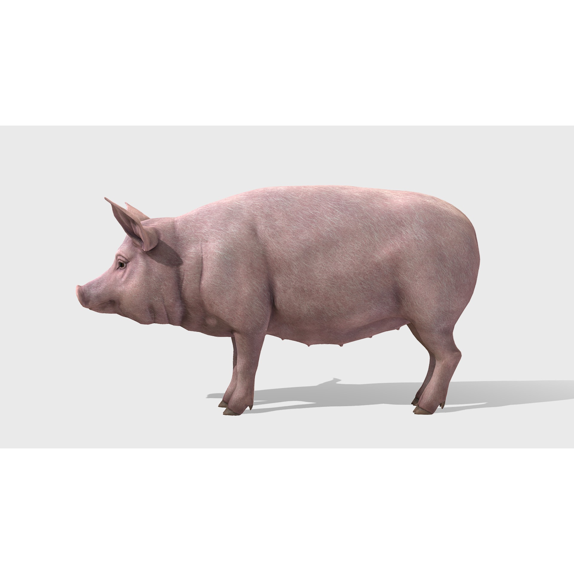 Pig - Female Low-poly 3D model 4