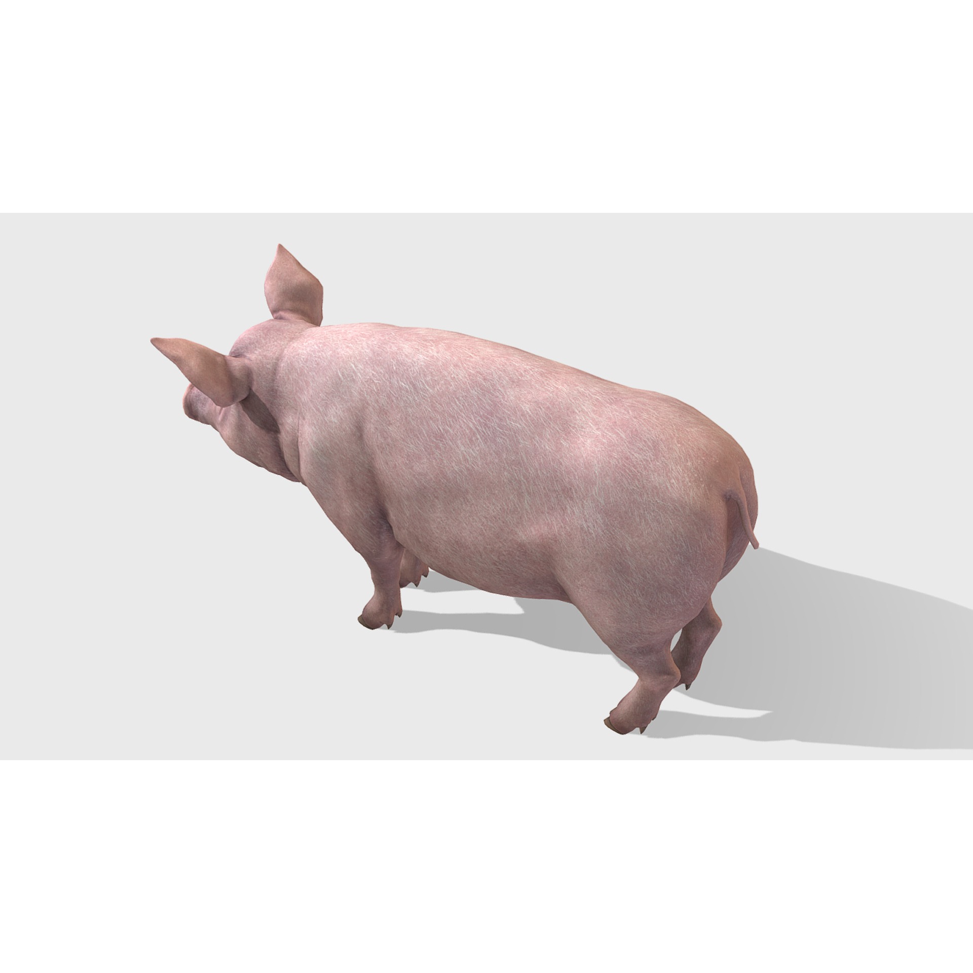 Pig - Female Low-poly 3D model 5