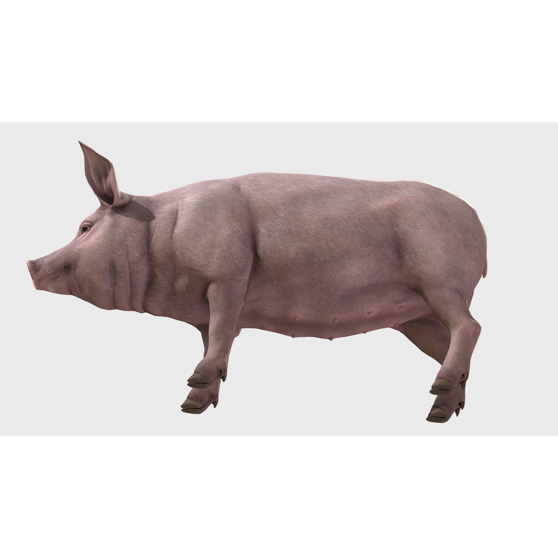 Pig - Female Low-poly 3D model 6