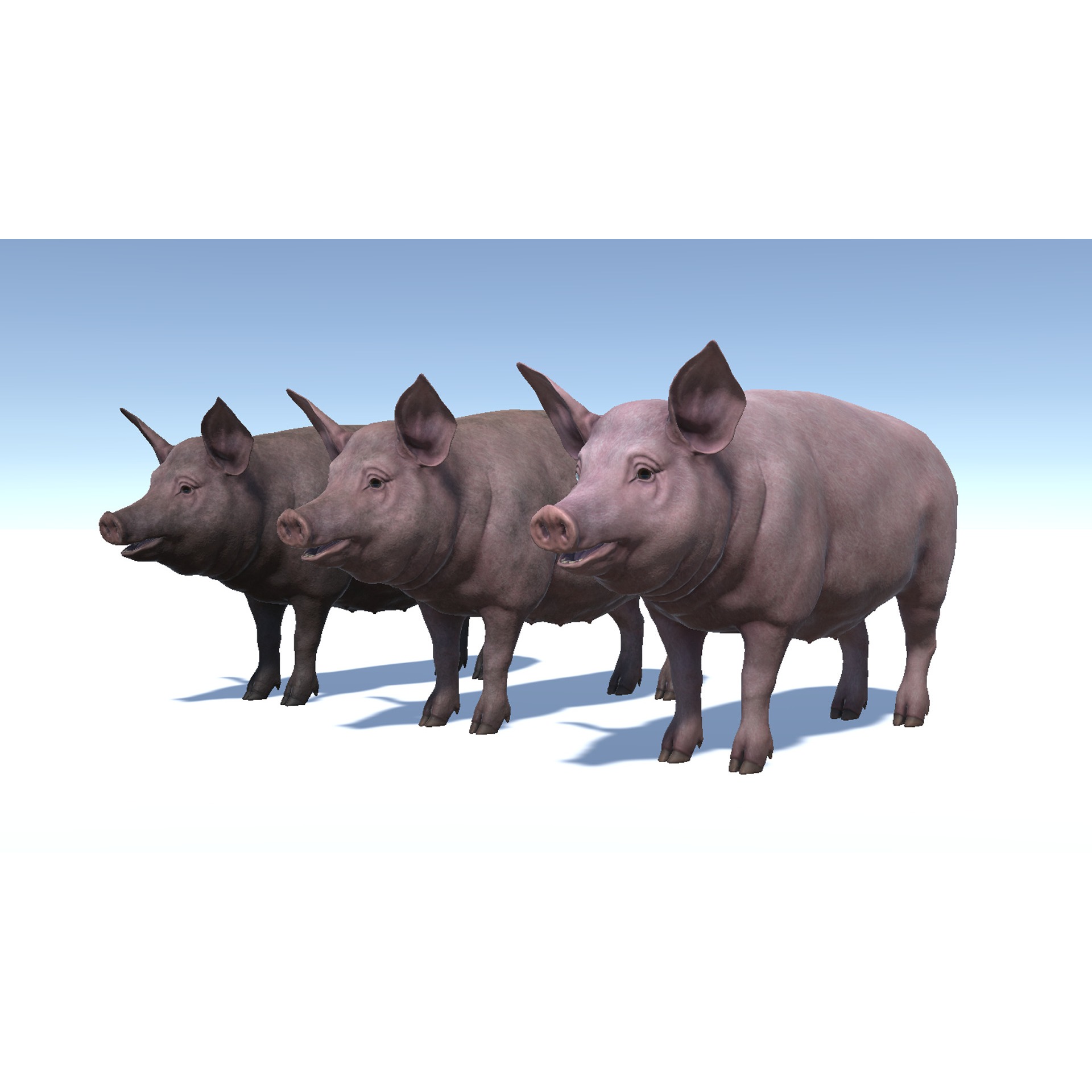 Pig - Female Low-poly 3D model 7