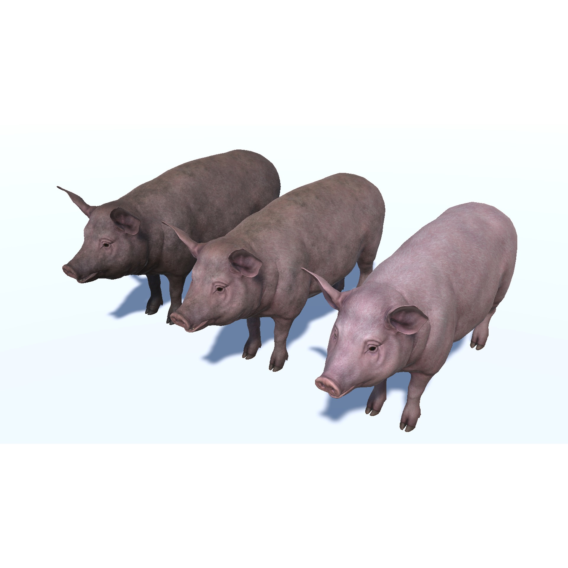 Pig - Female Low-poly 3D model 10