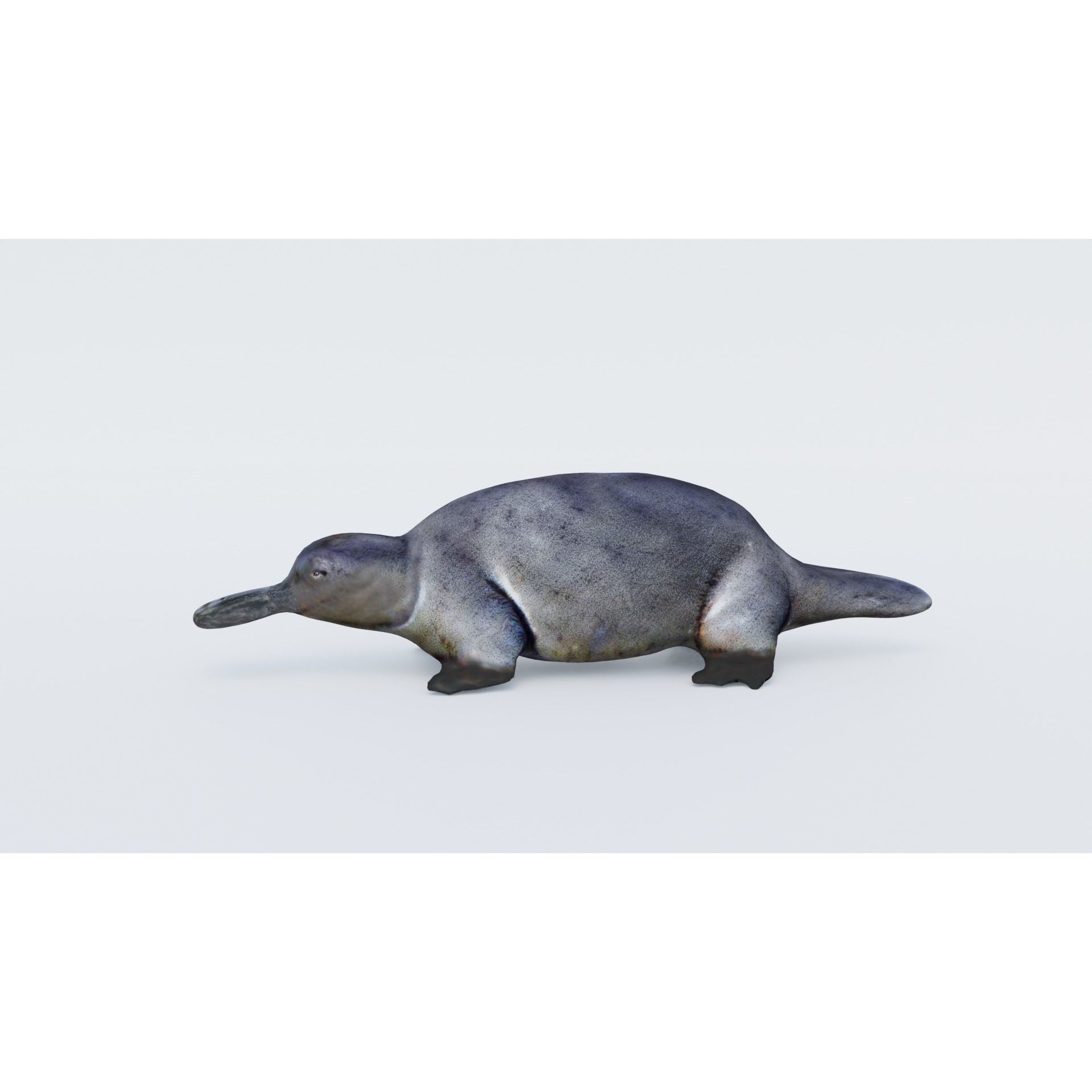 Platypus Free 3D model 2