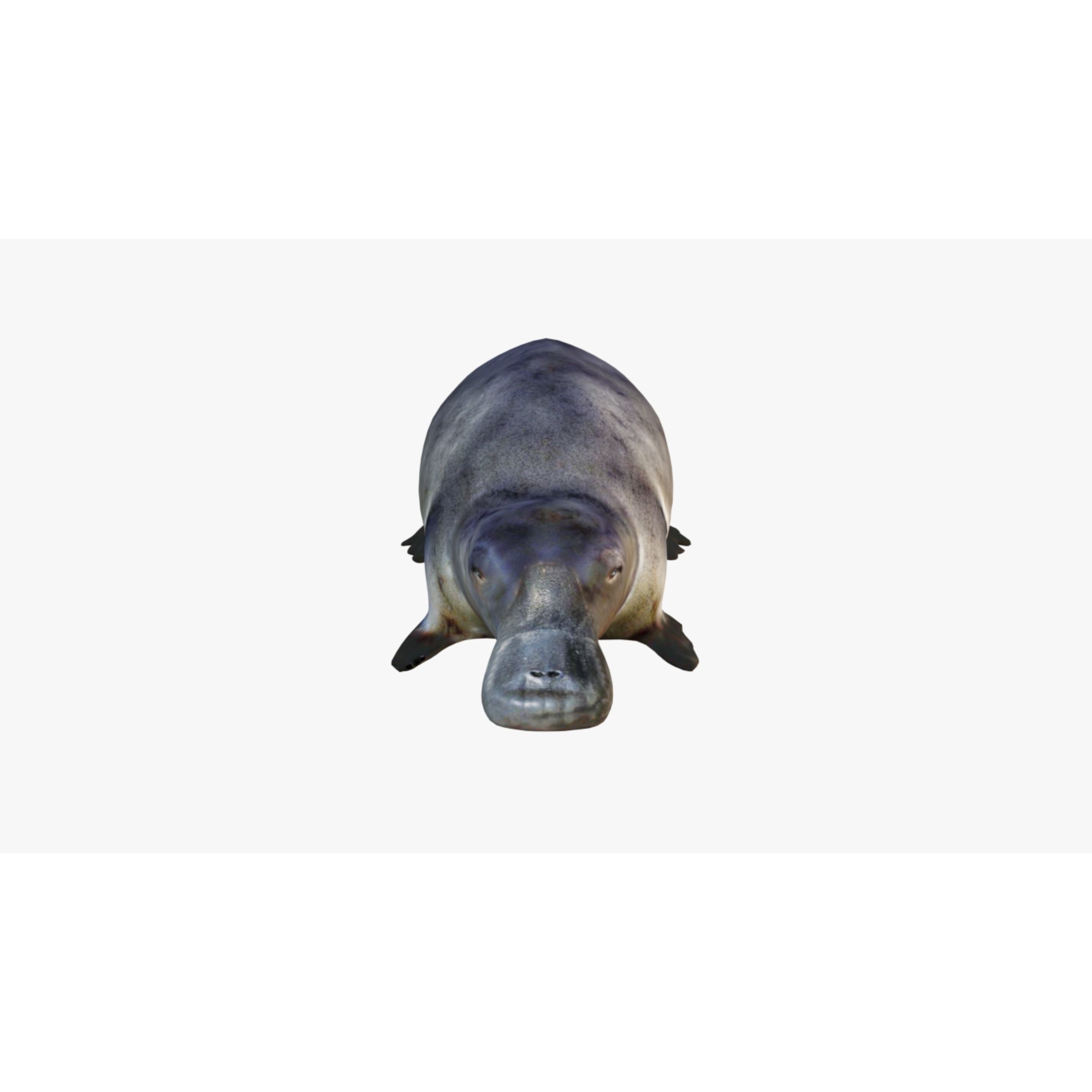 Platypus Free 3D model 3