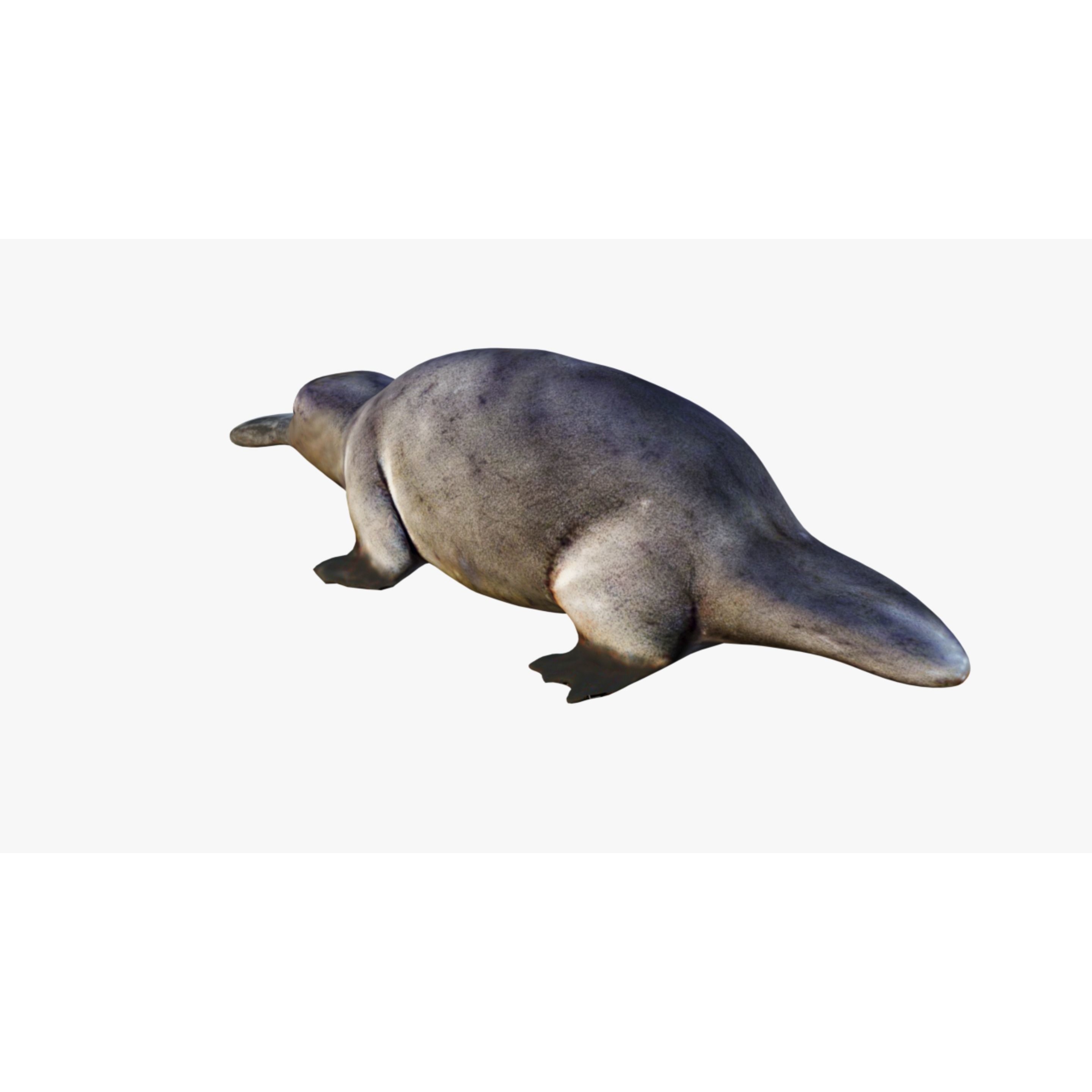 Platypus Free 3D model 4