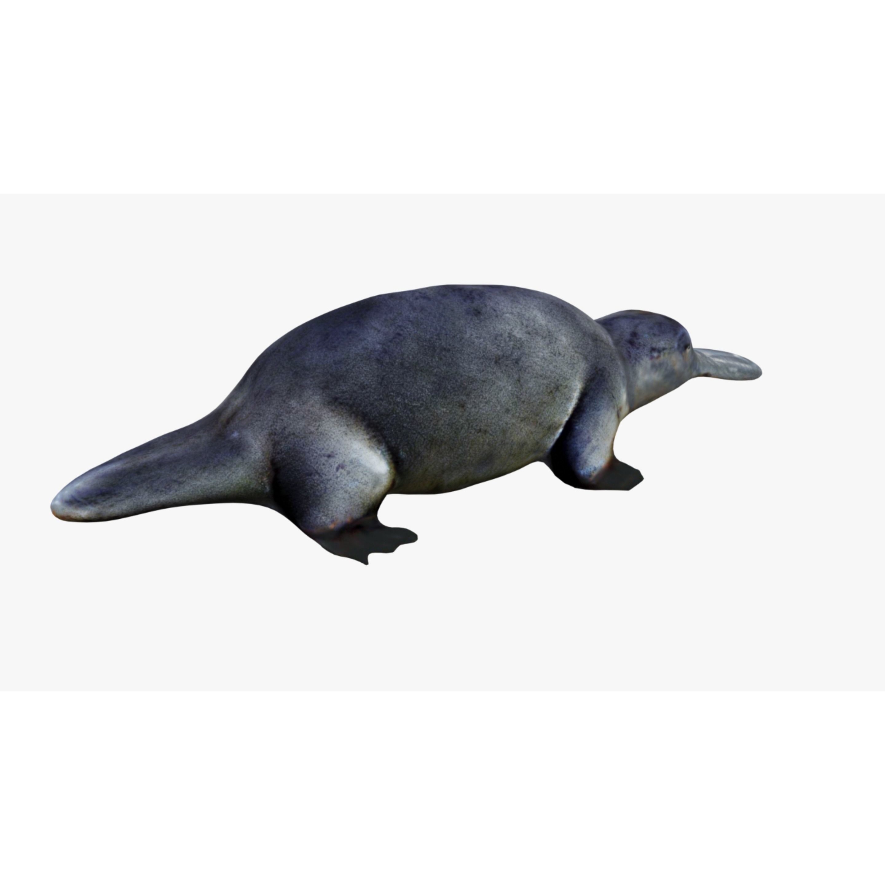 Platypus Free 3D model 5